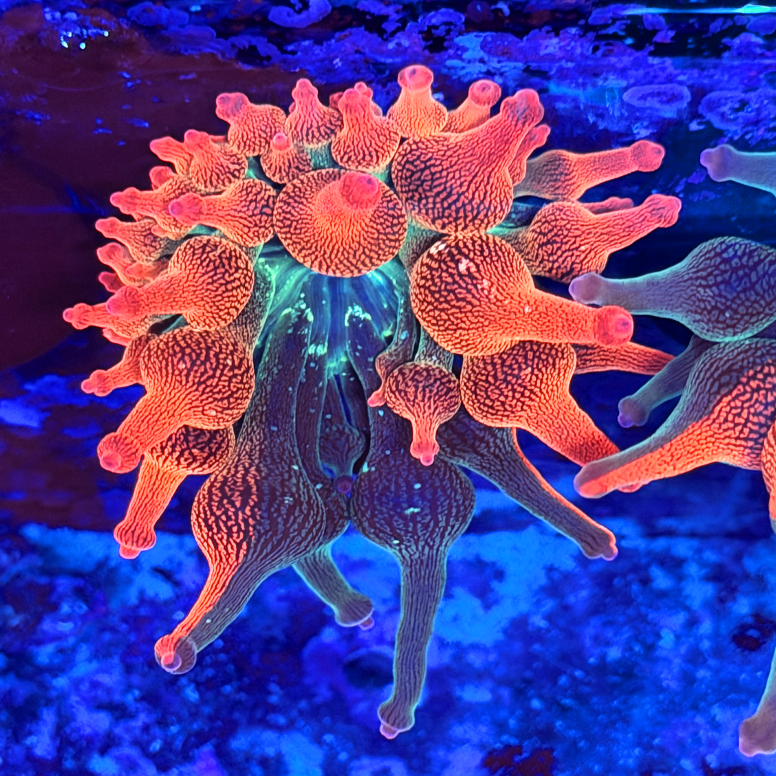 ECC Nexus Burst Bubble Tip Anemone