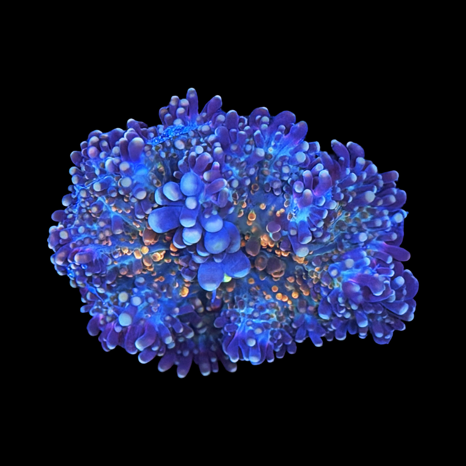 Purple Rainbow Mushroom