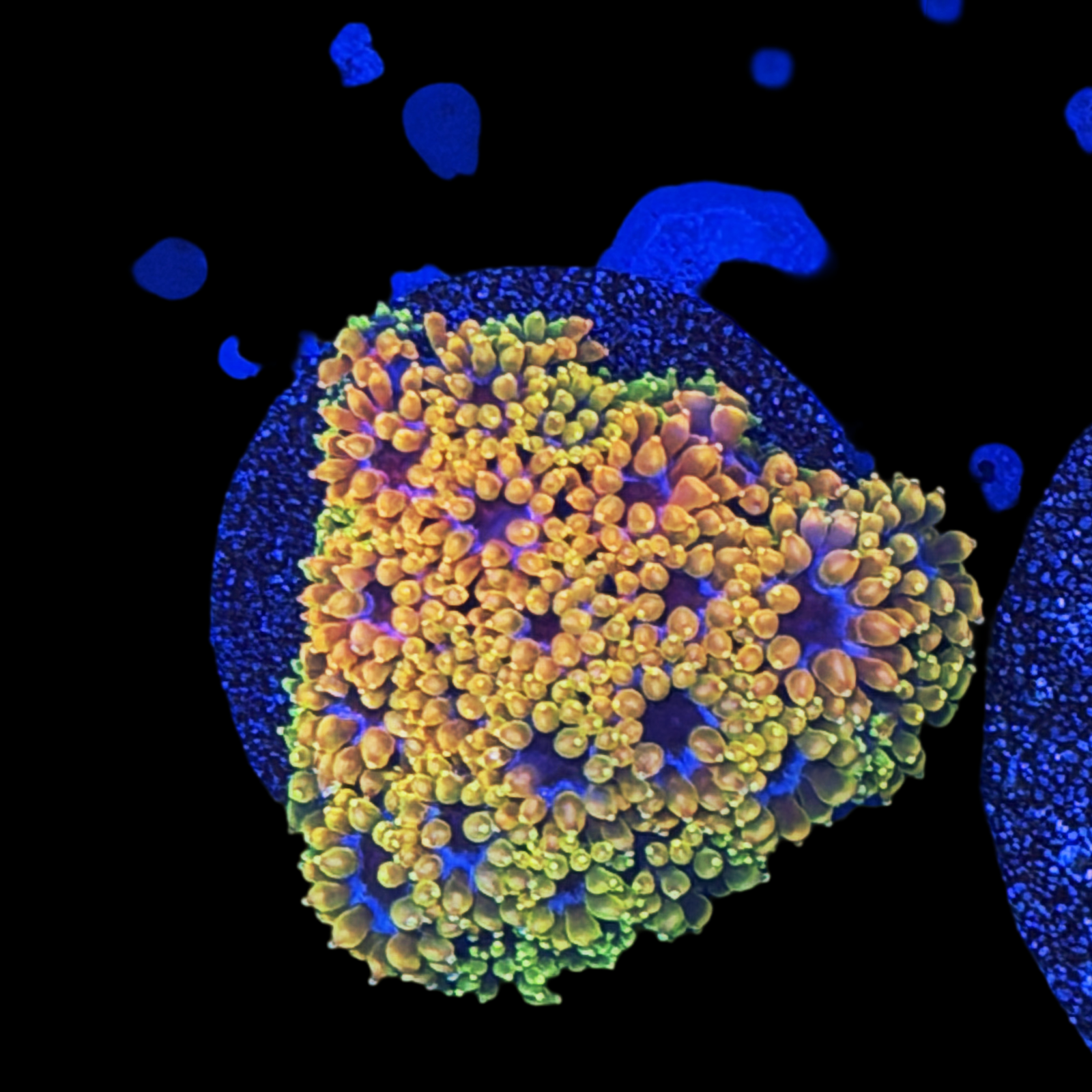 TSA Laffy Taffy Goni