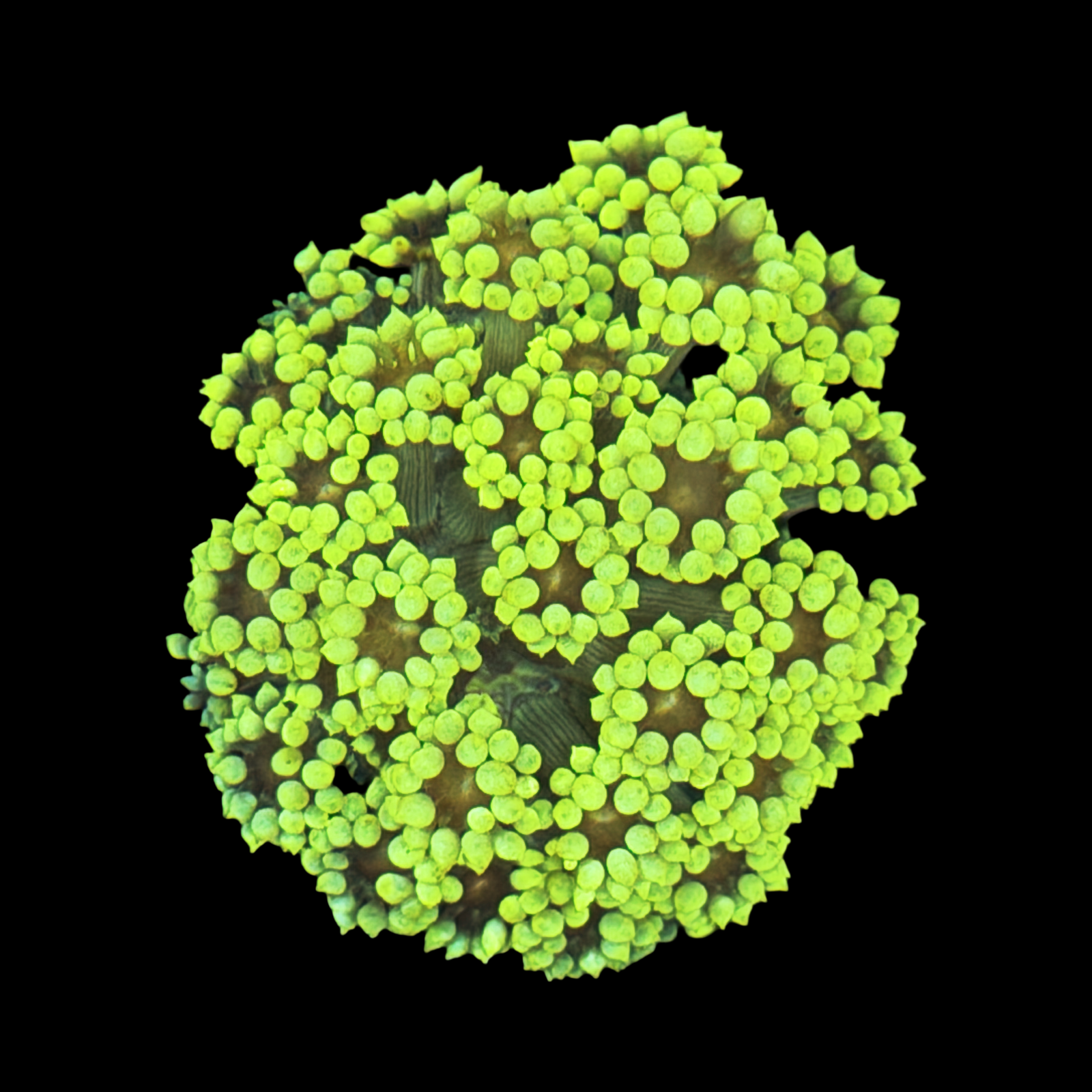 Bin’s Reef High End Coral Pack