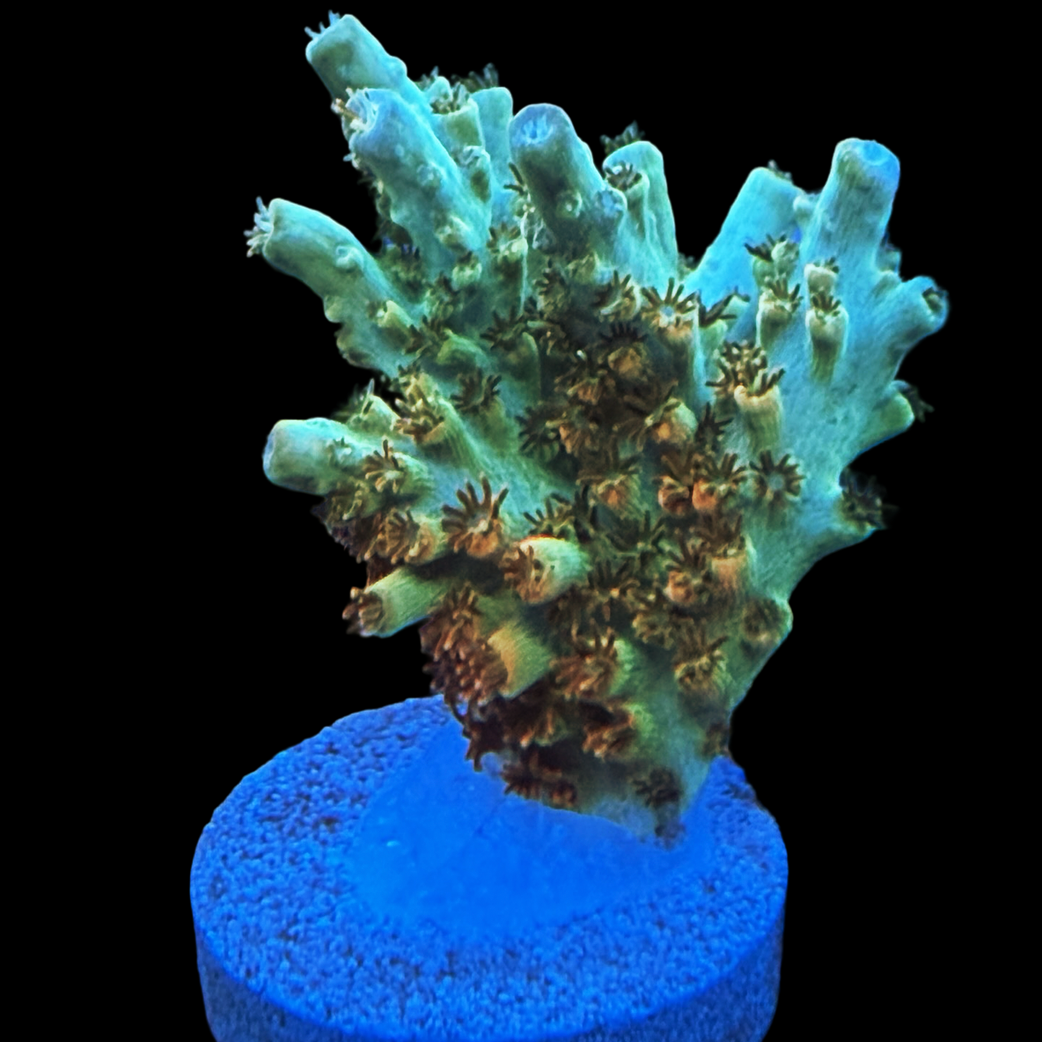 BC Aquatic Man Table