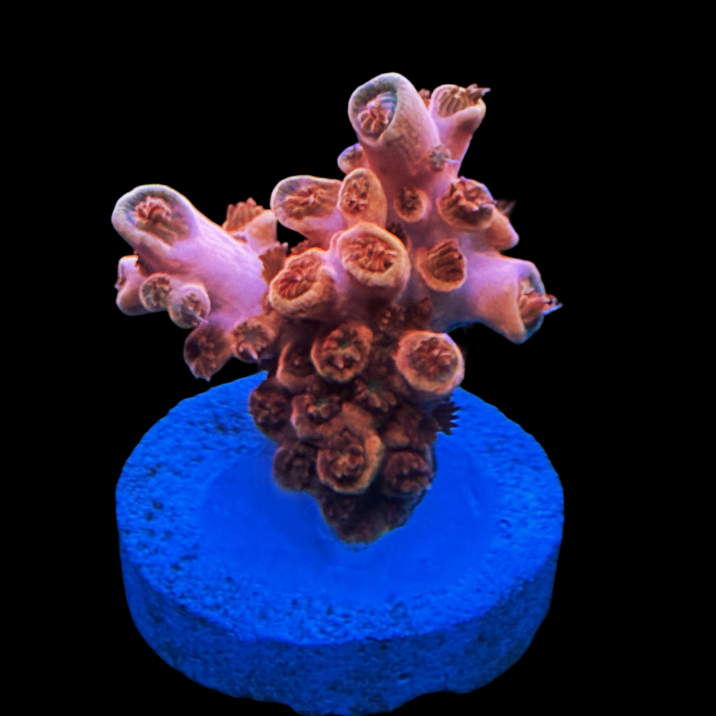 Dutch Coral Pack