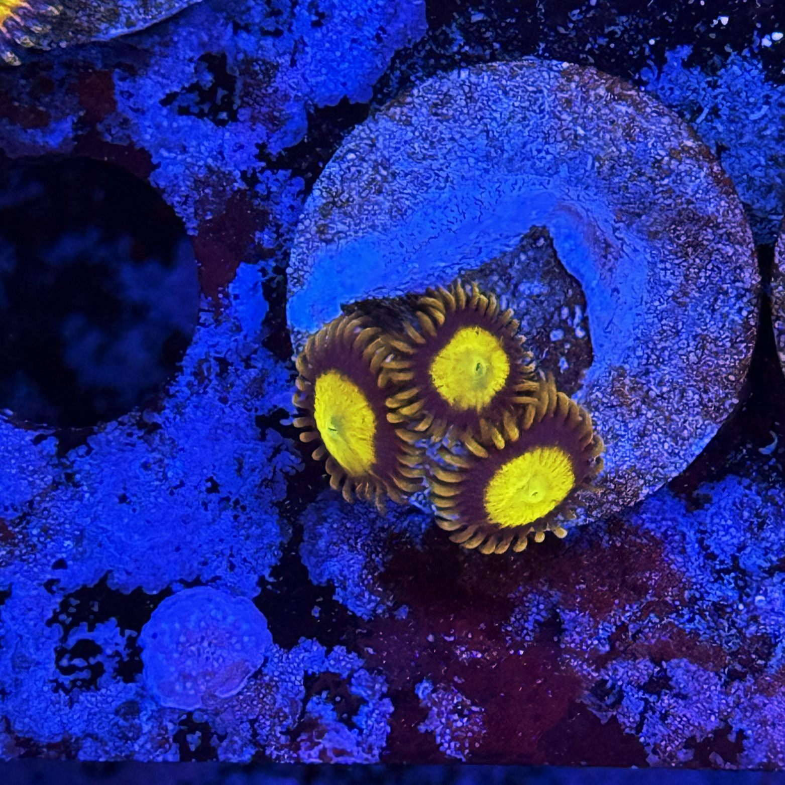 King Midas Zoa