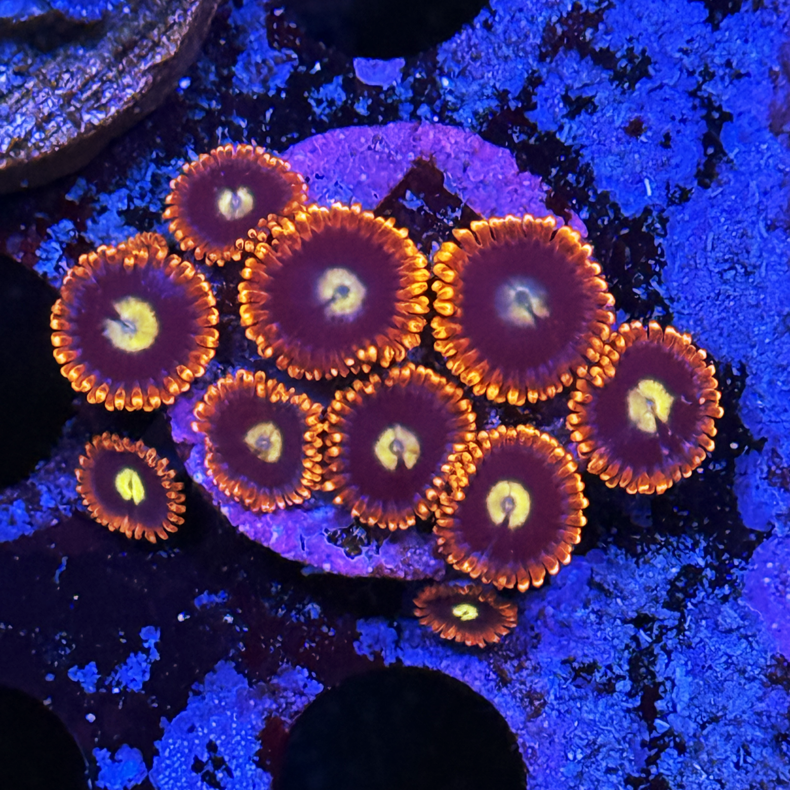 WWC Flaming Suns 4 polyps