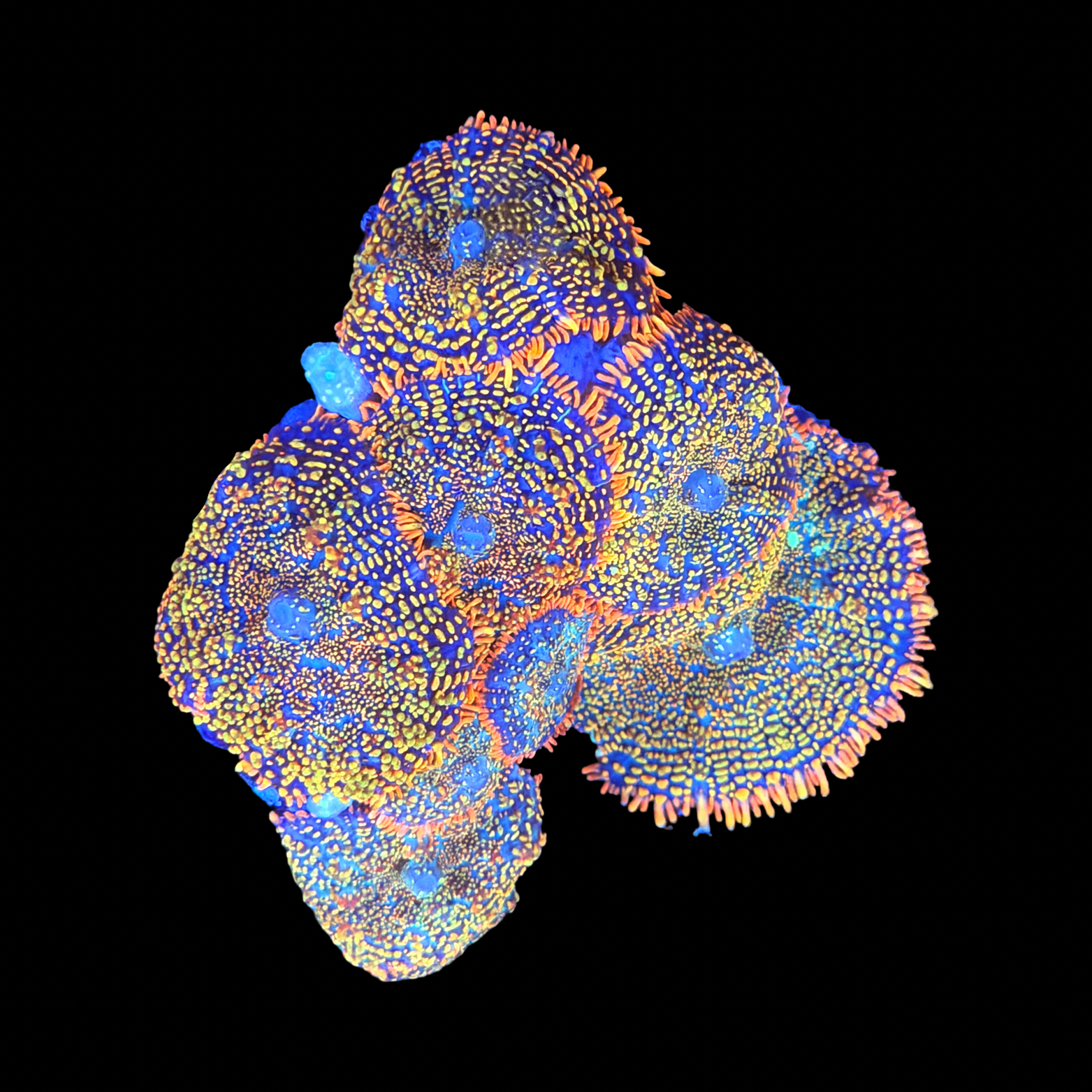 Ultra Rainbow Rhodactis Mushroom Colony