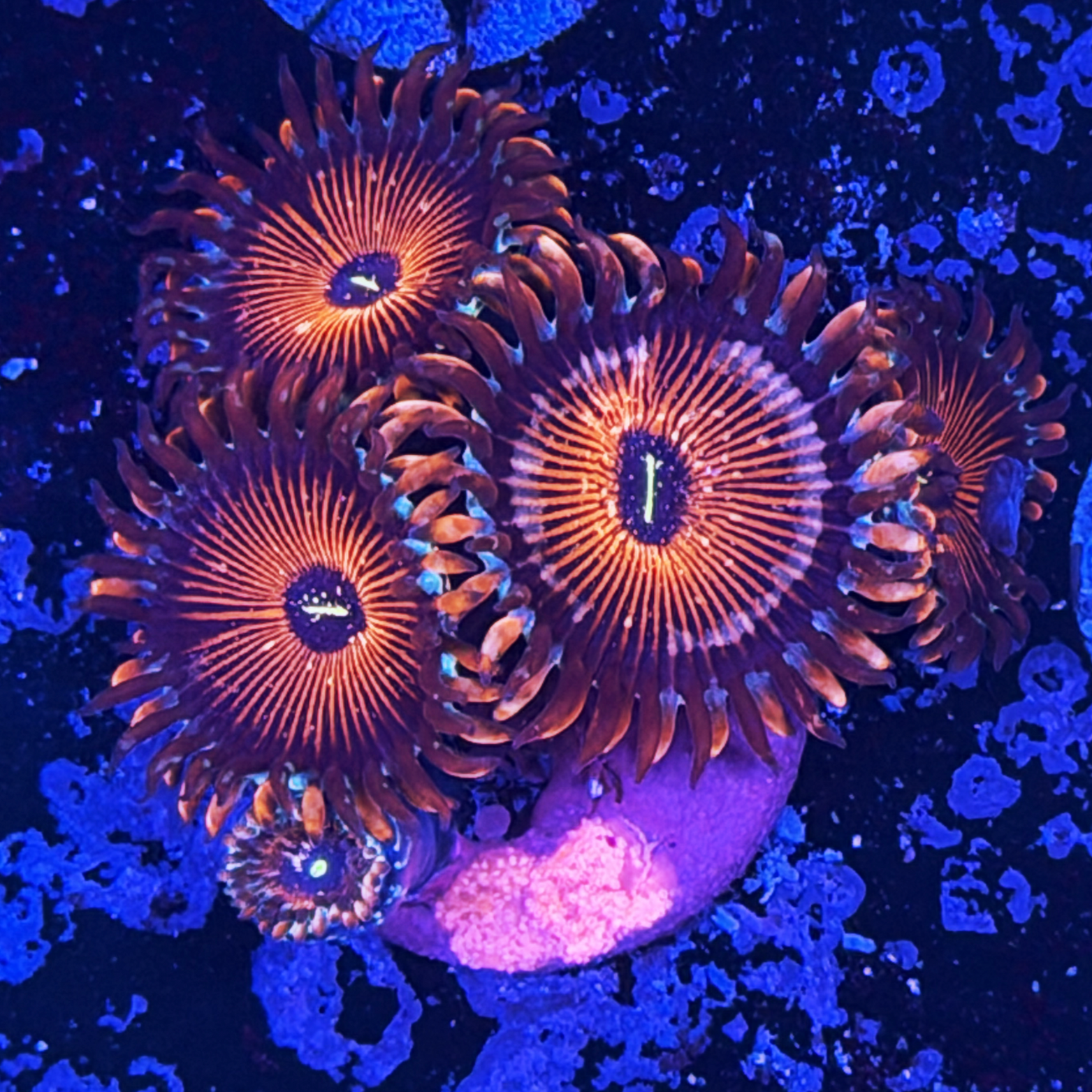 Seduction Zoa