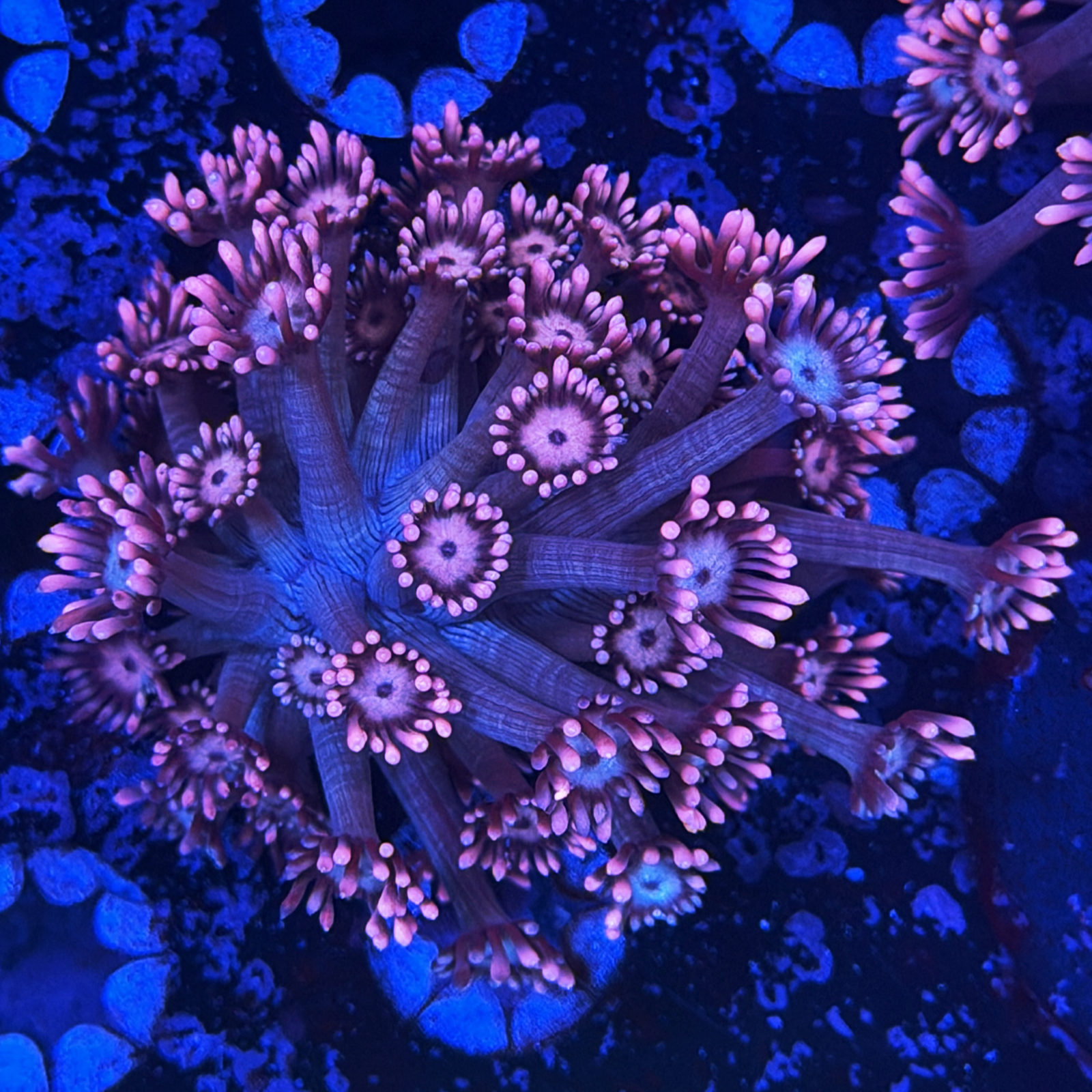 UC Venus Goni XL