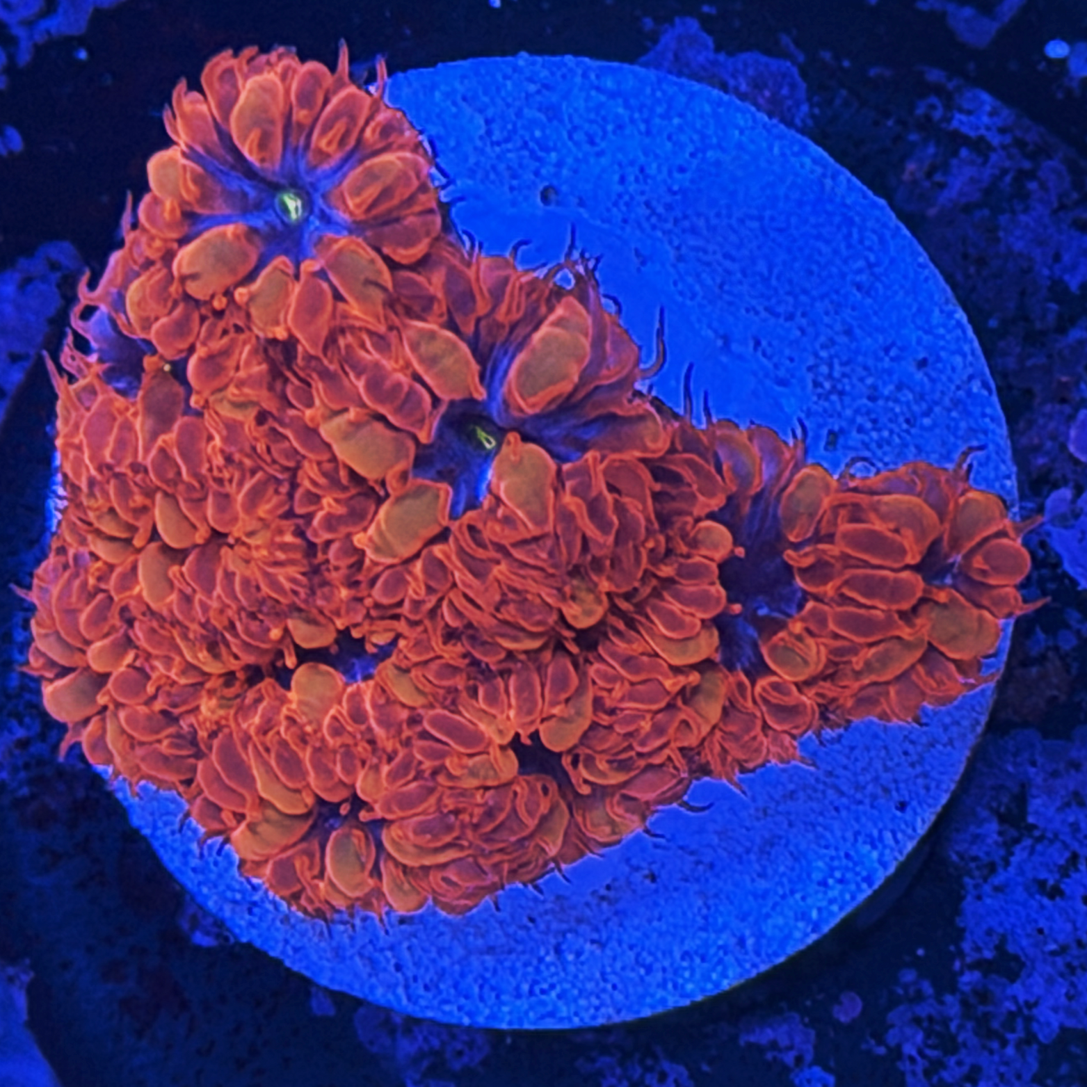 Blue Raven Blasto Merletii large plug
