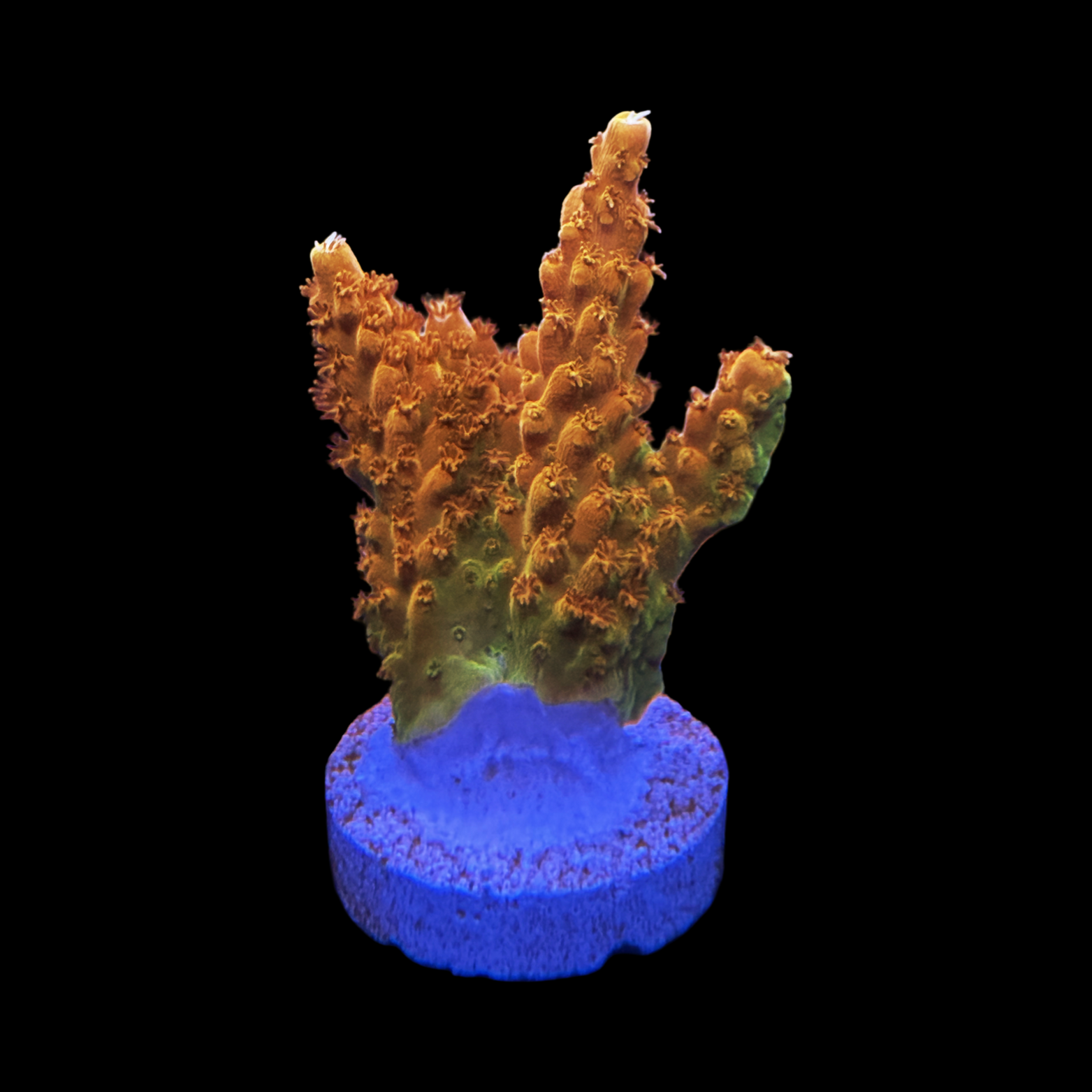 TGC Creamsicle XL