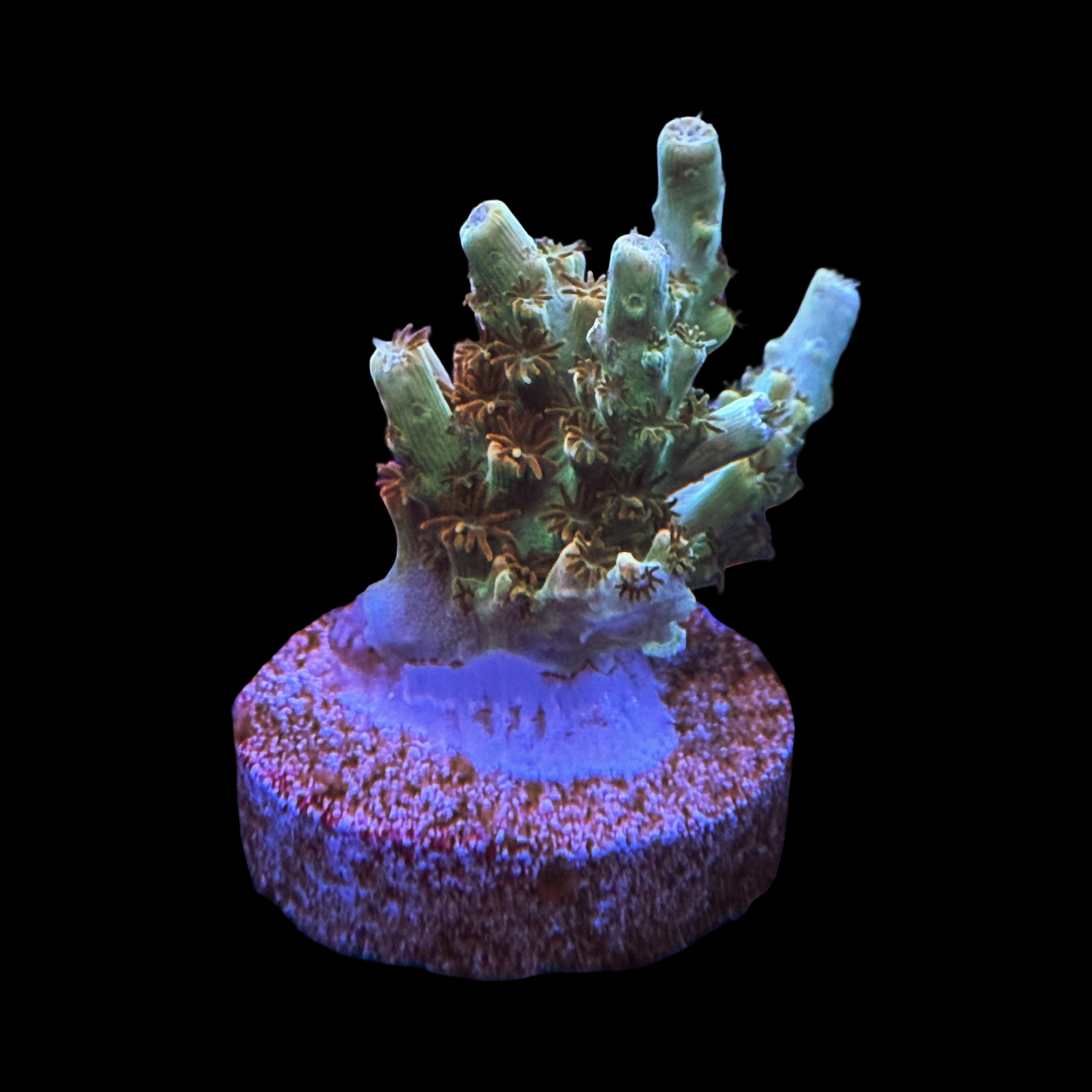 BC Aquatic Man Table