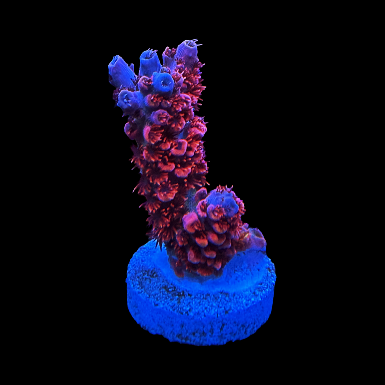 WWC Electric Melon XL