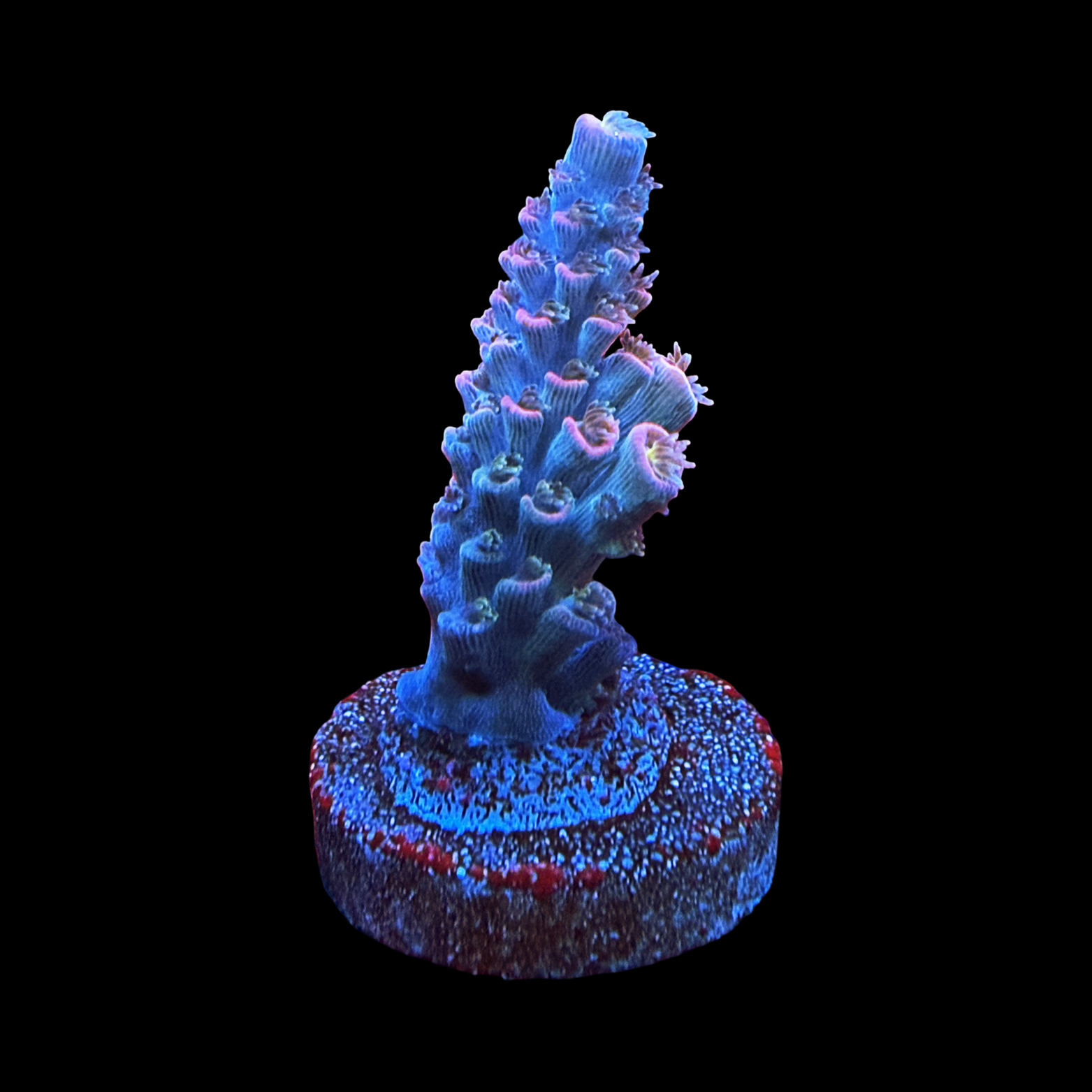 JF Blow Torch