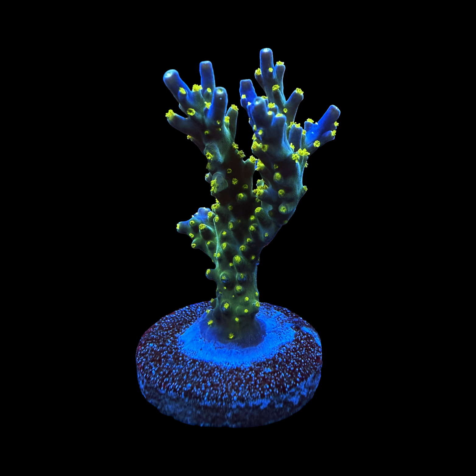 Garf Bonsia XXL large plug