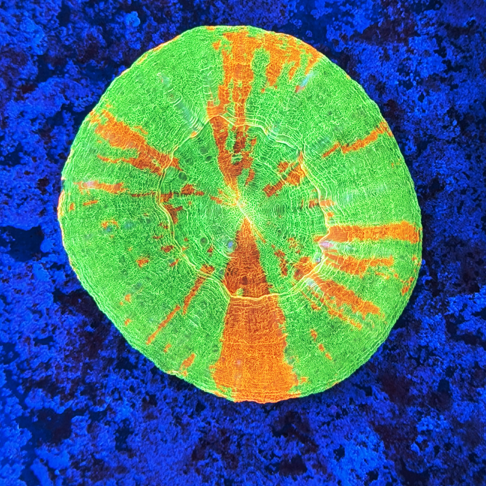 Ultra Aussie Bleeding Apple Scolymia
