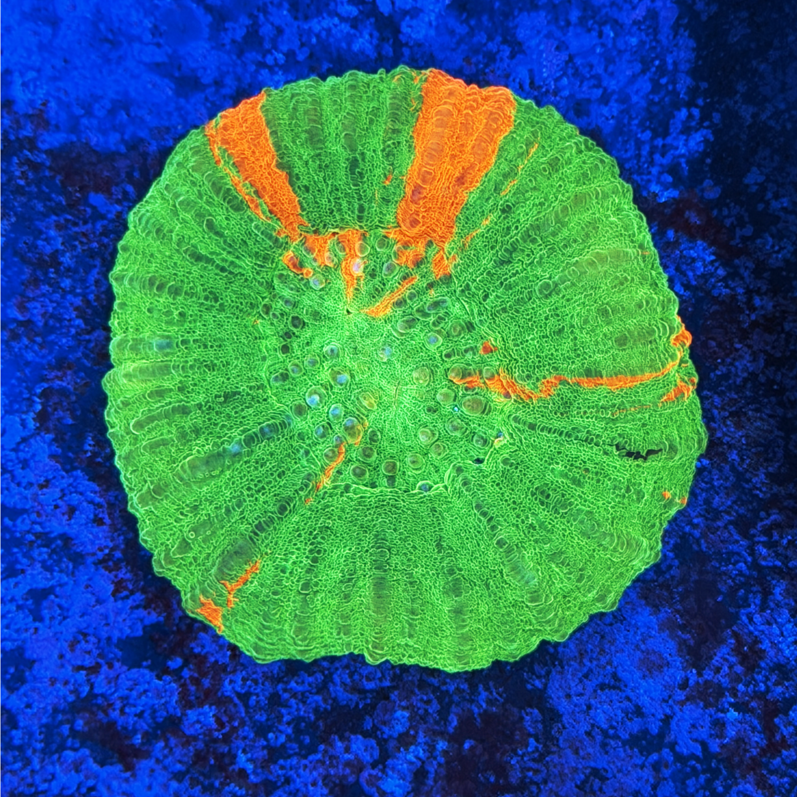 Aussie Bleeding Apple Scolymia