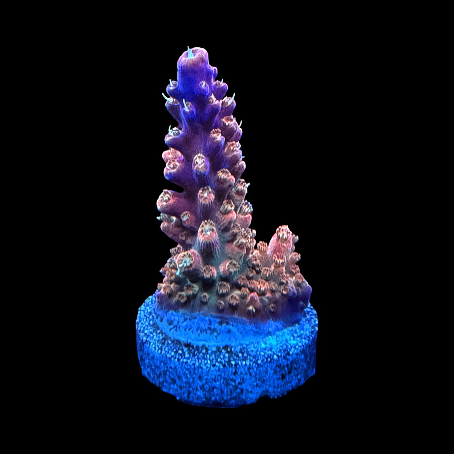 TCK Rainbow Stag