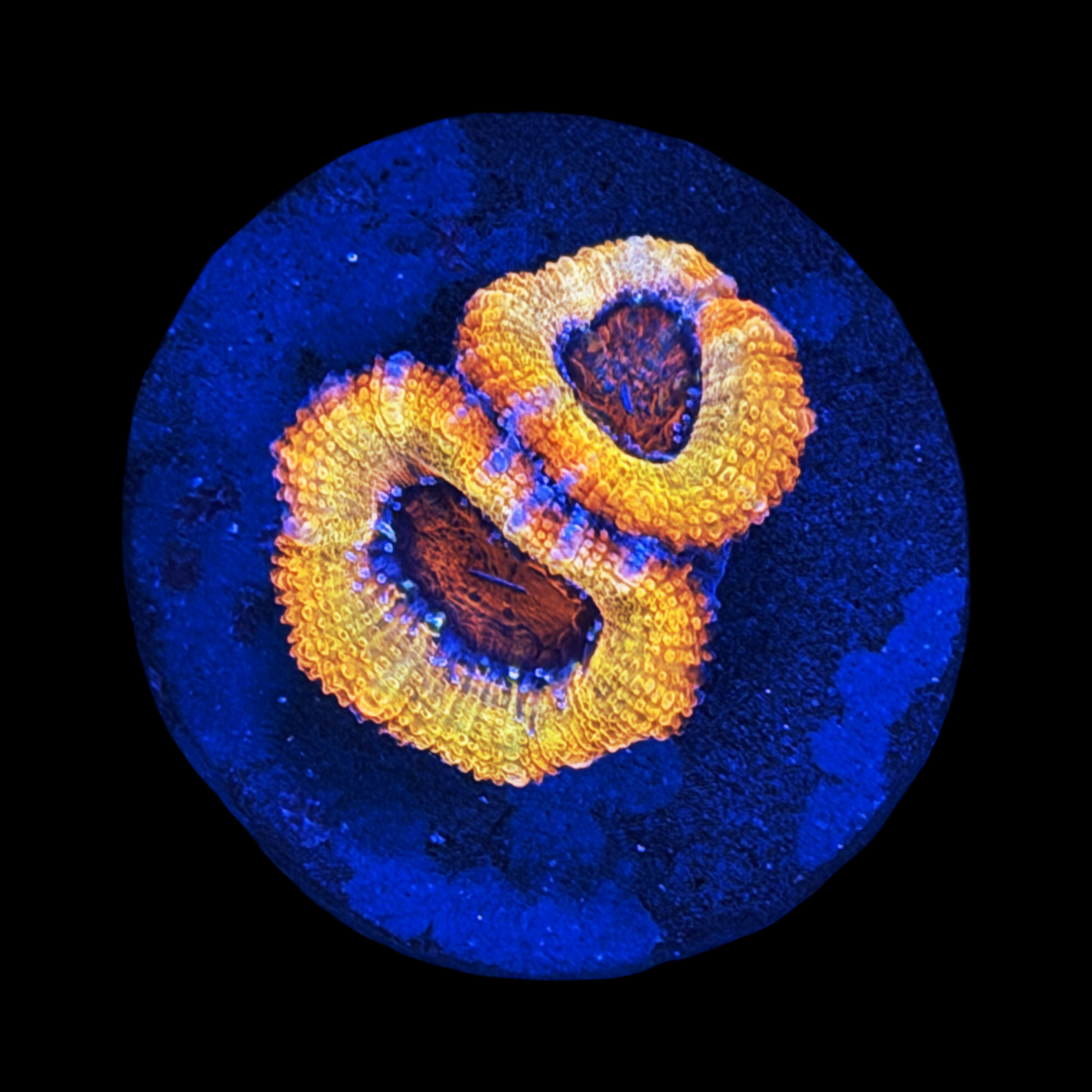 ECC Slick Shot Acan Lord