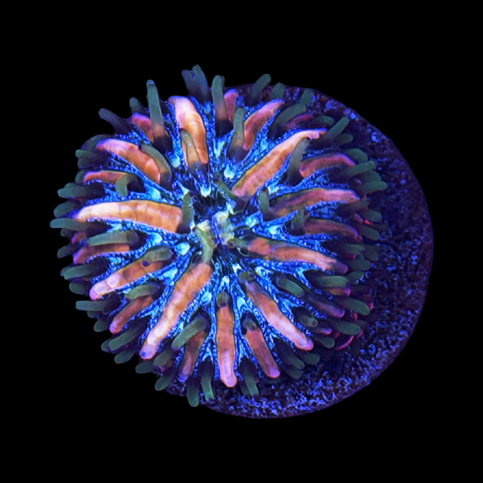 Stargazer Fungia