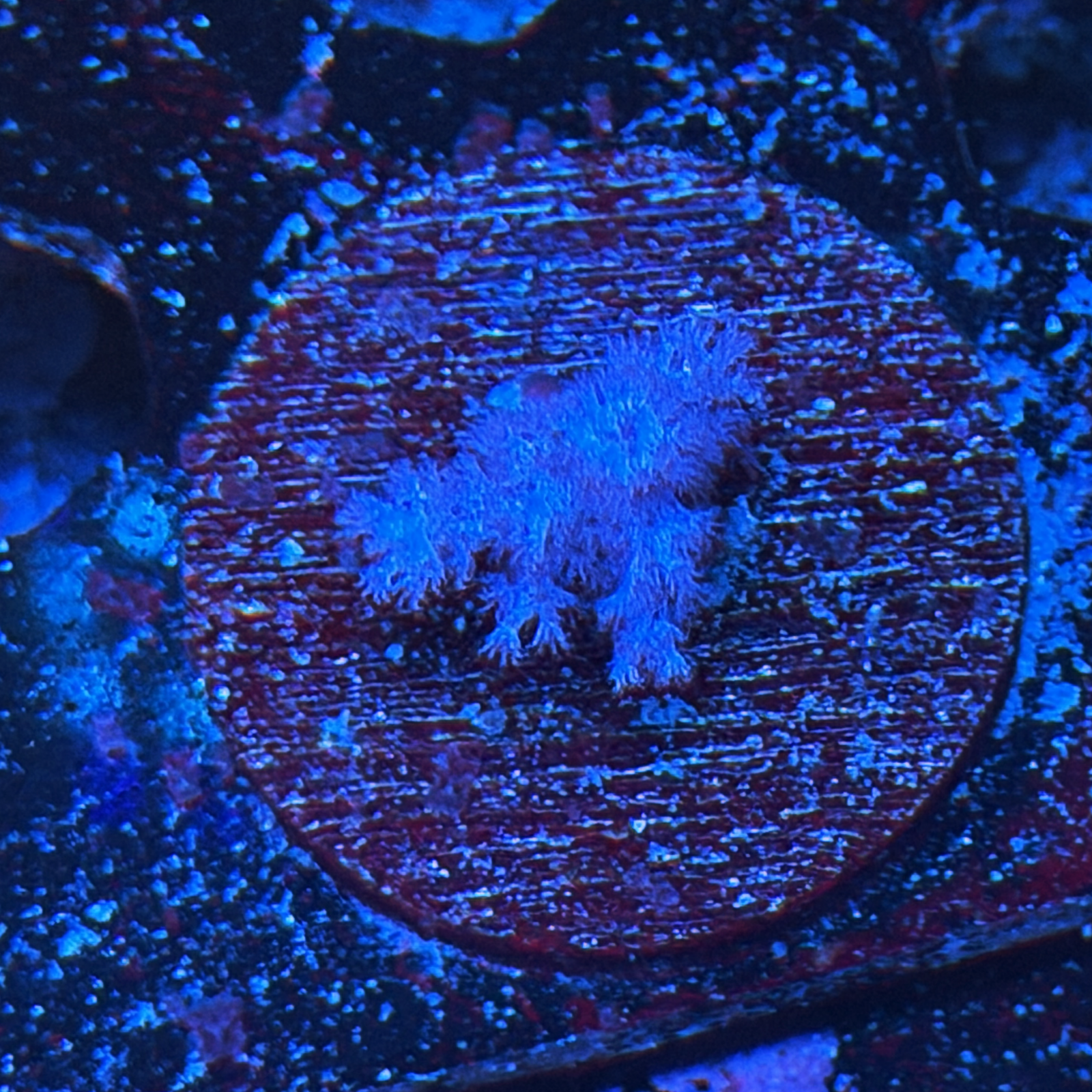 Koji Pink Nephthea on a XL plug