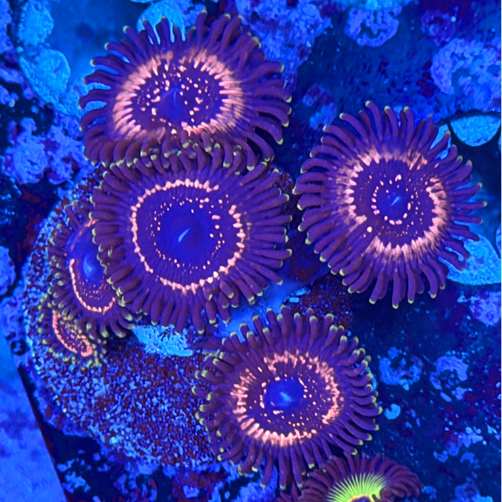 WWC Taser Zoa