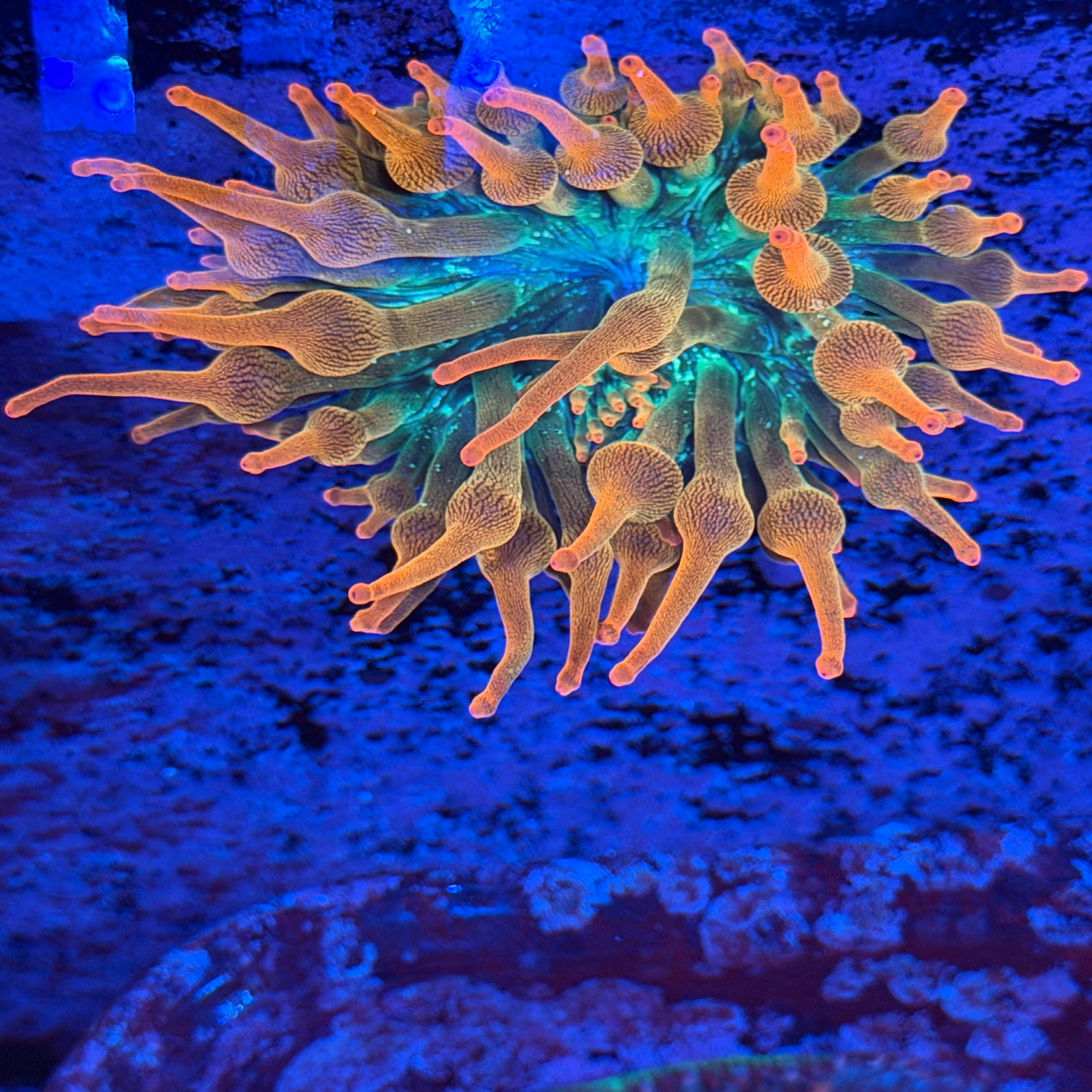 ECC Nexus Blaze Bubble Tip Anemone