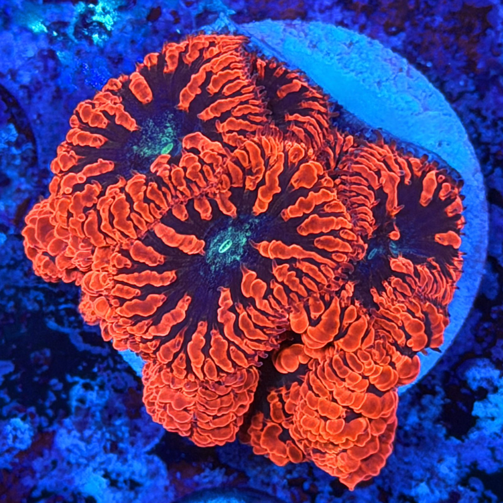 Neon Blasto XL