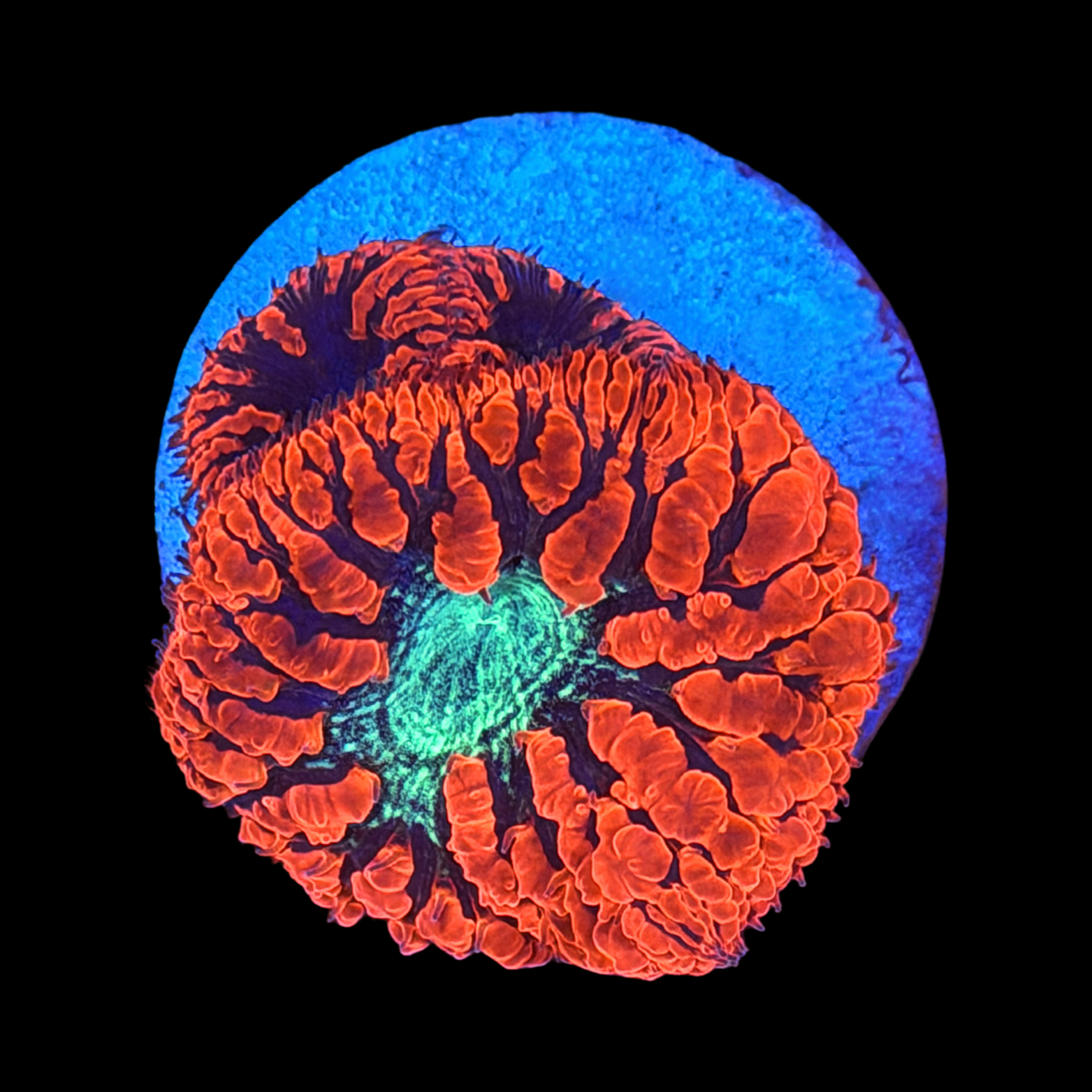 Neon Blasto large plug