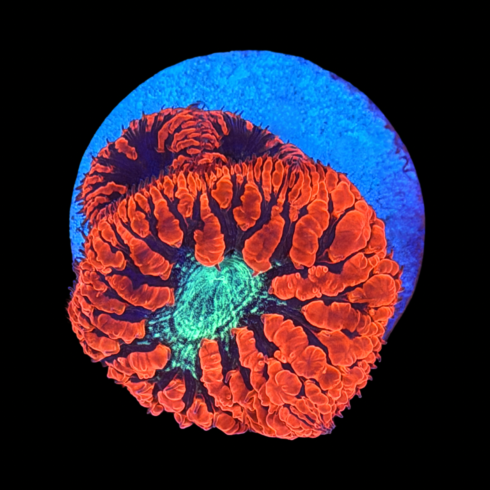 Neon Blasto large plug