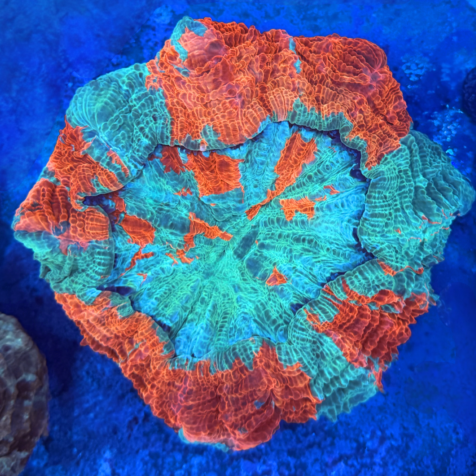Malaysian Rainbow Acanthophyllia XL
