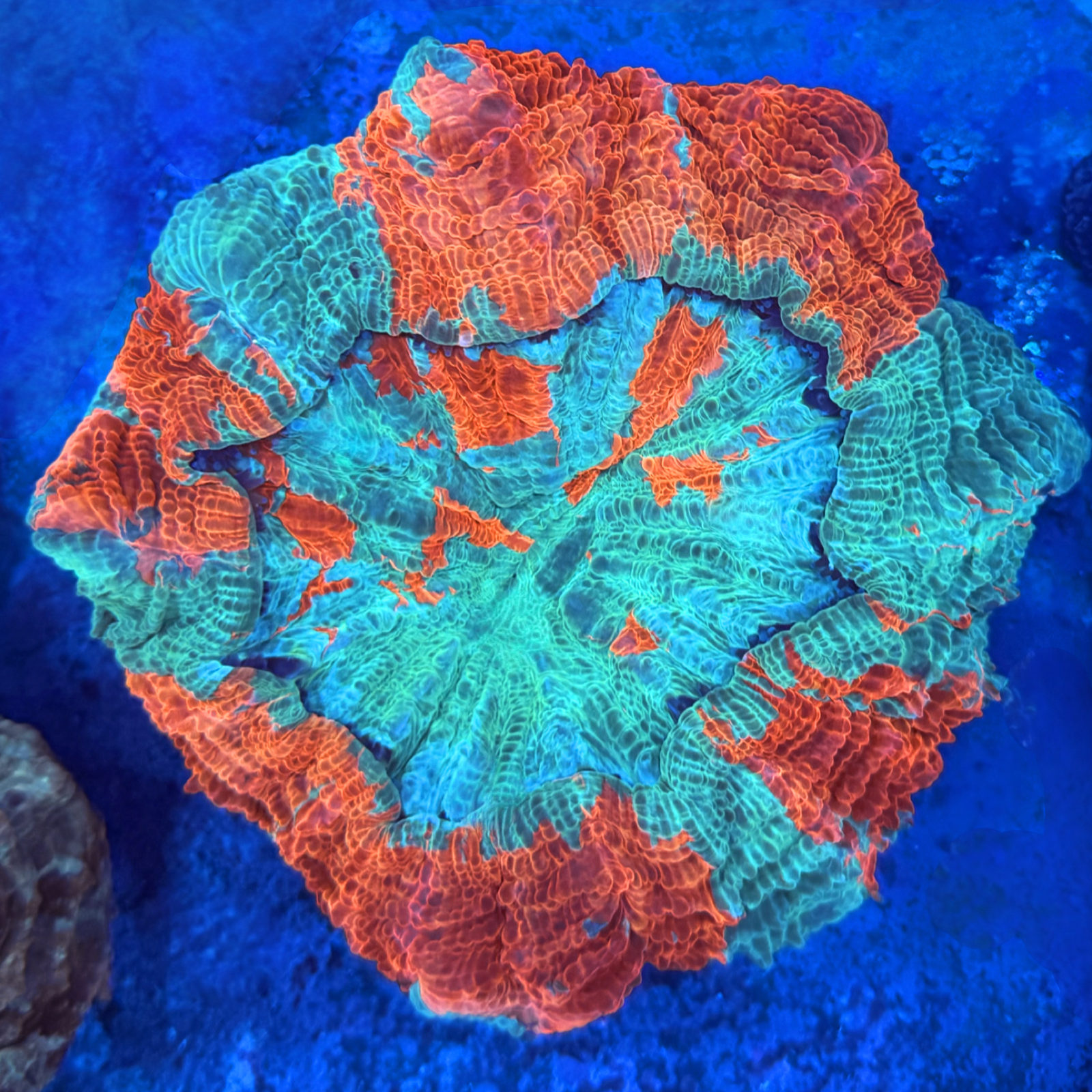 Malaysian Rainbow Acanthophyllia XL