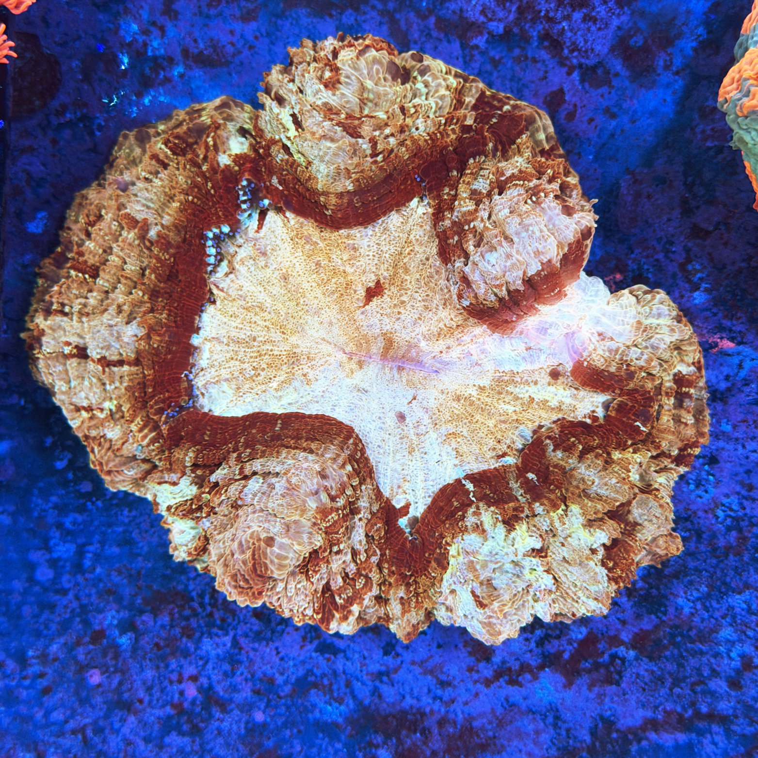 Malaysian Golden Maroon Acanthophyllia XL