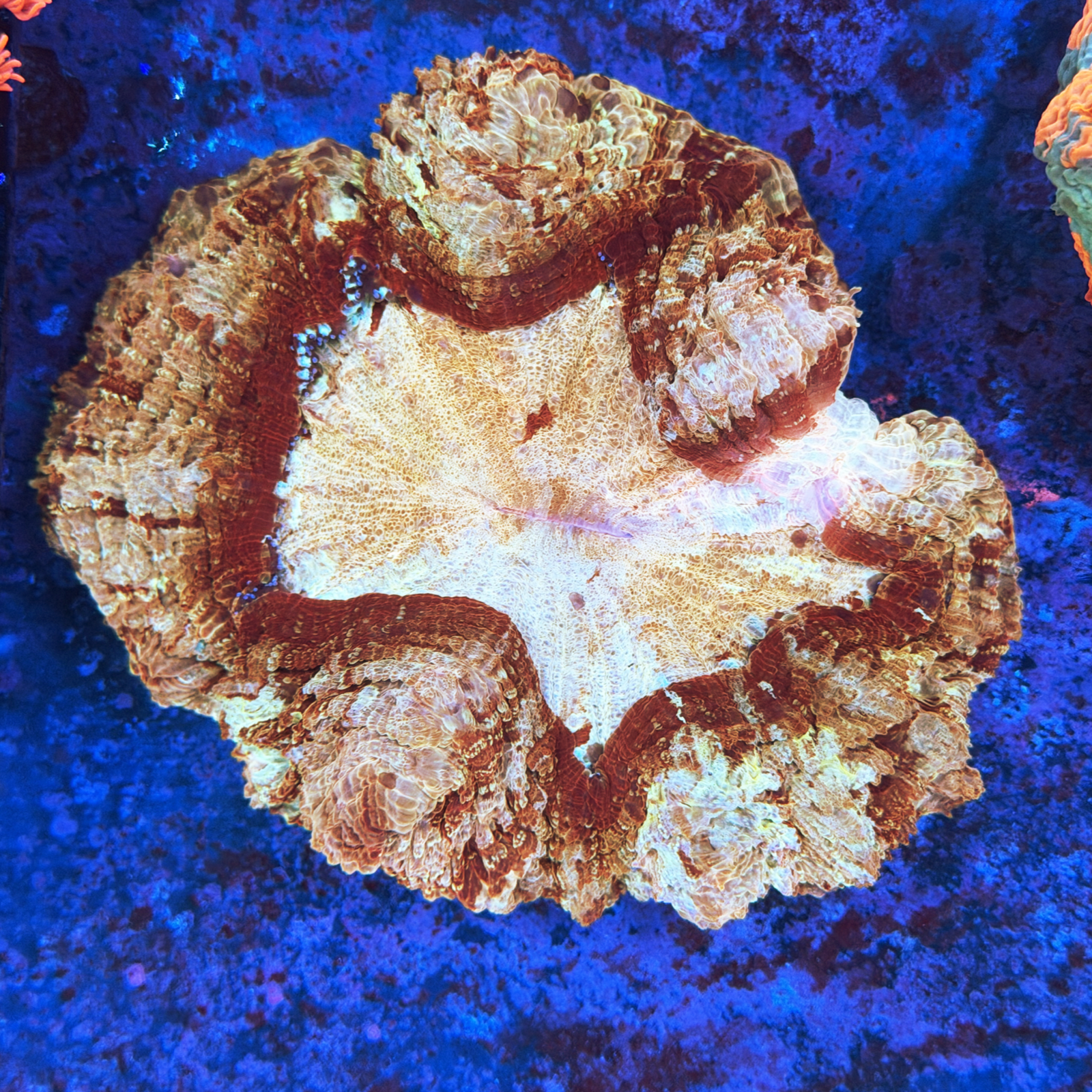 Malaysian Golden Maroon Acanthophyllia XL