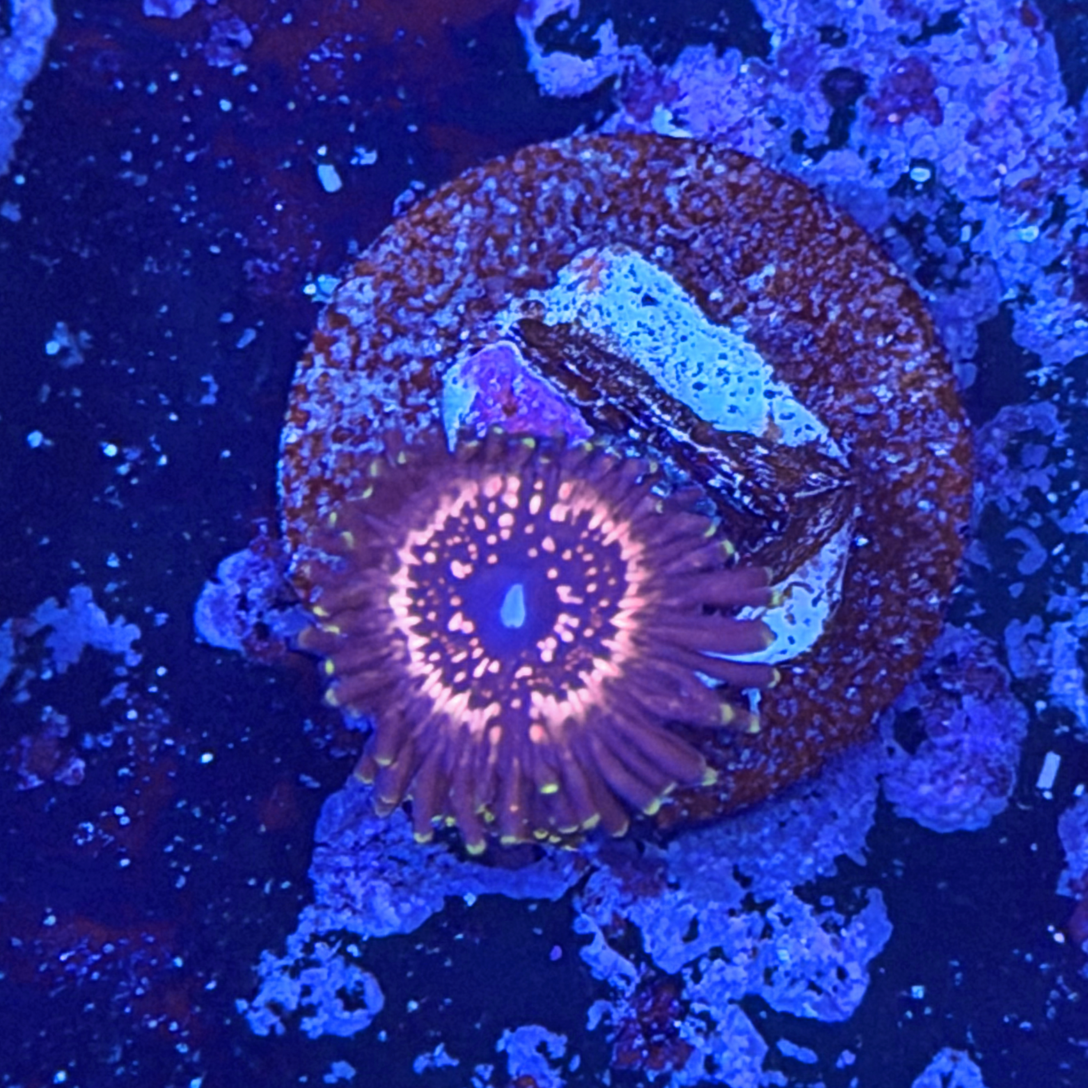 WWC Taser Zoa