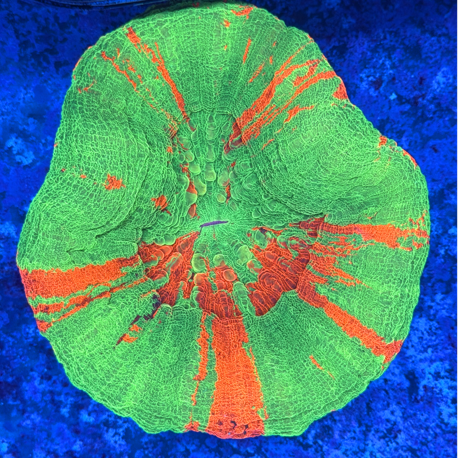 Ultra Aussie Bleeding Apple Scolymia