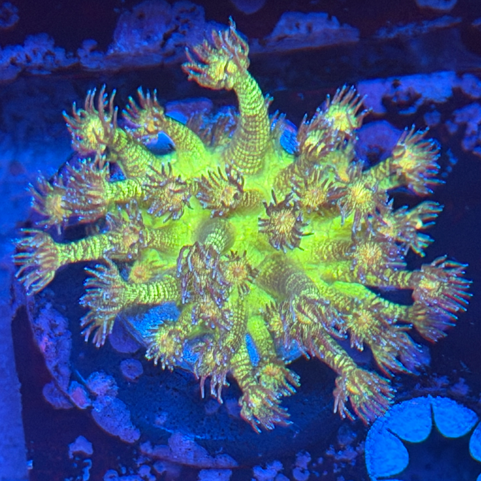 Bin’s Reef High End Coral Pack