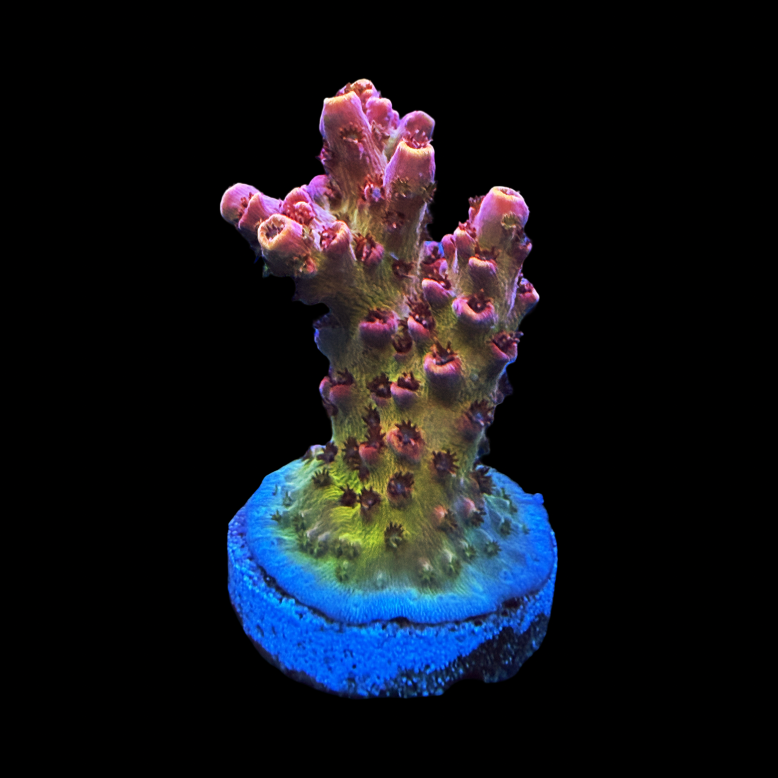 WWC Electric Melon