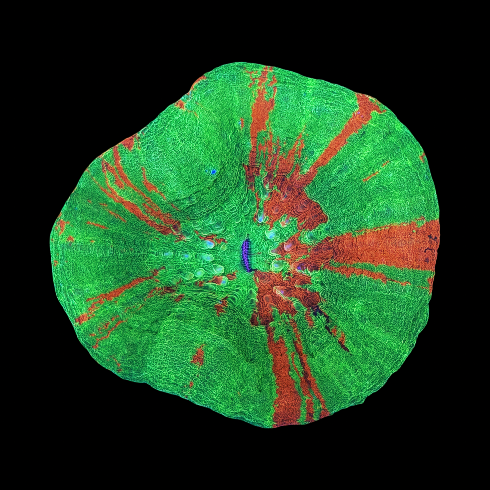 Ultra Aussie Bleeding Apple Scolymia