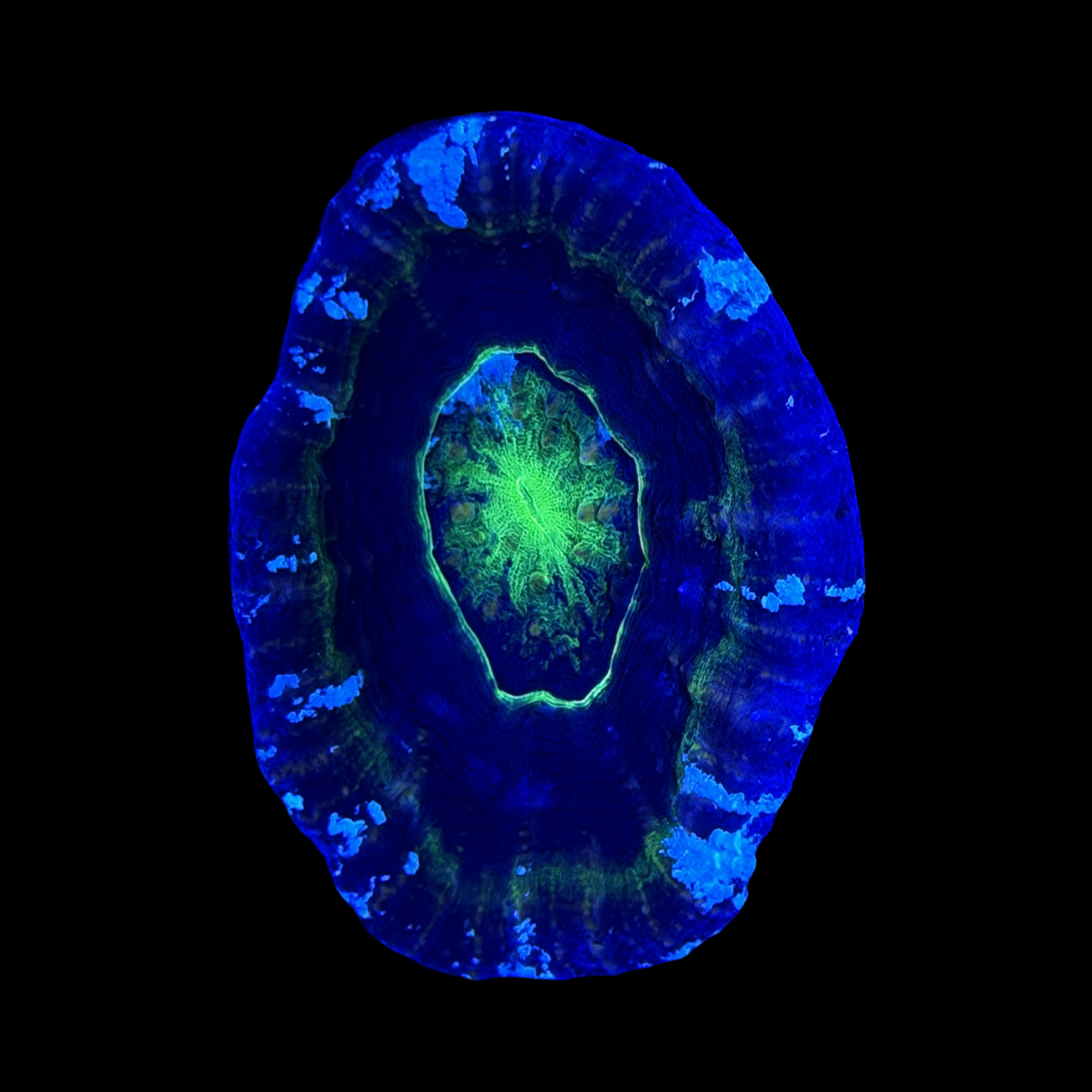 Aussie Alien Eye Scolymia XL