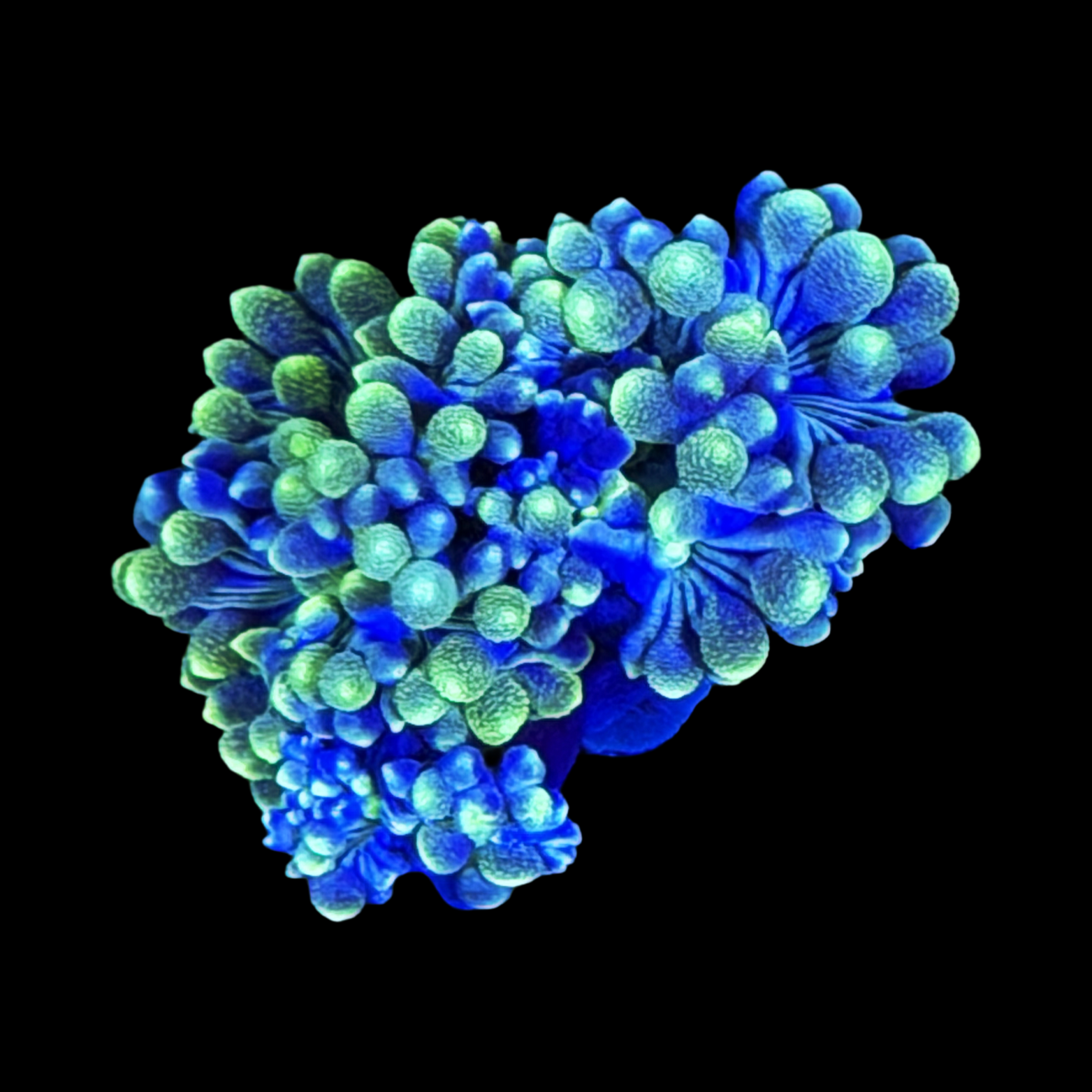 Blue Duncan
