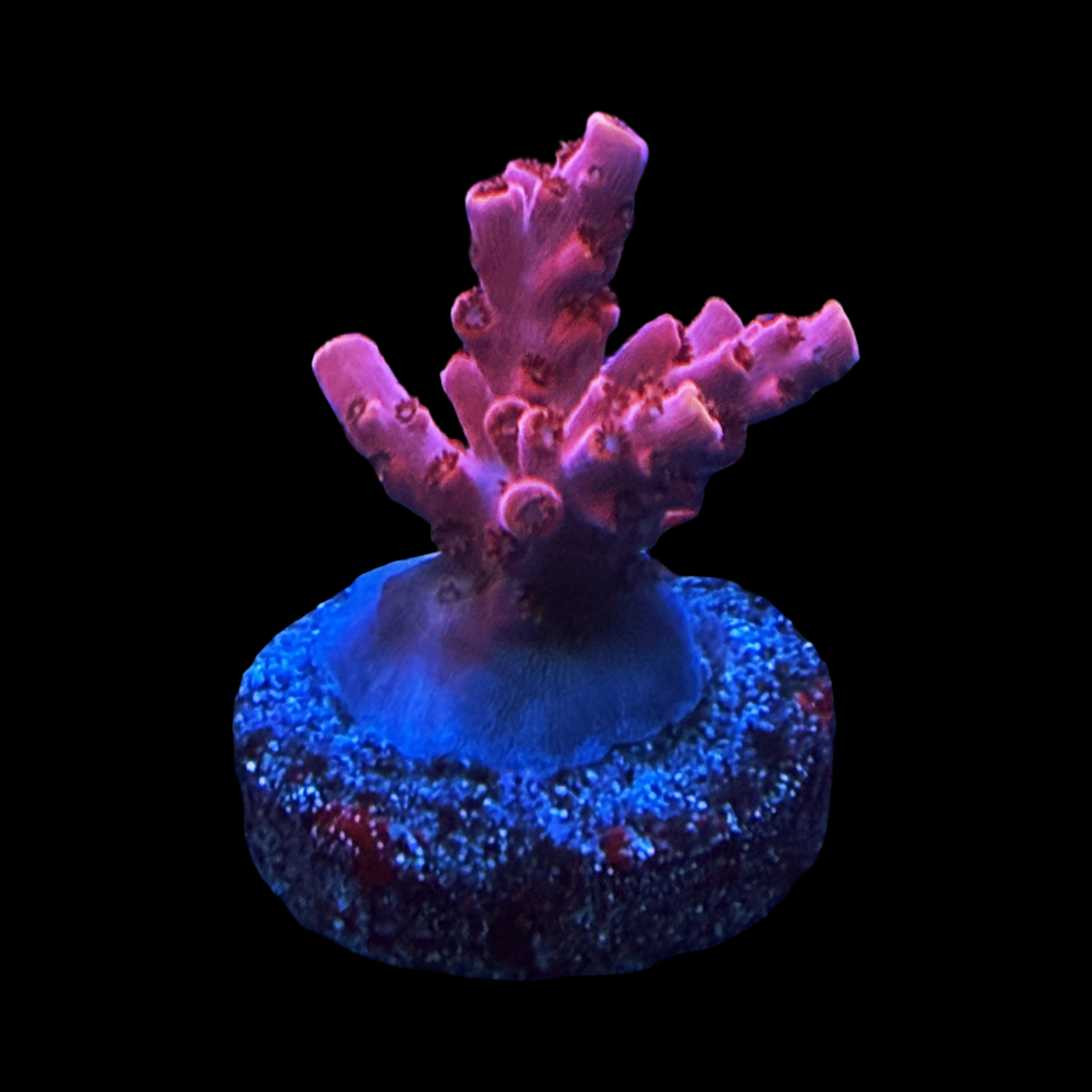 WWC Pink Passion