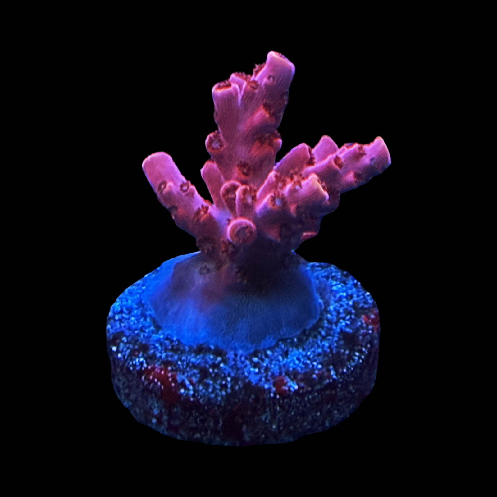 WWC Pink Passion