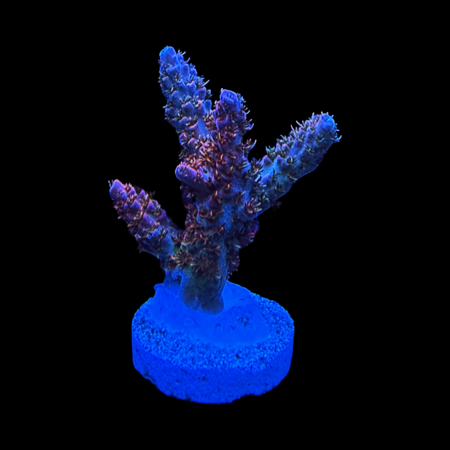 WWC Heartbreaker XL