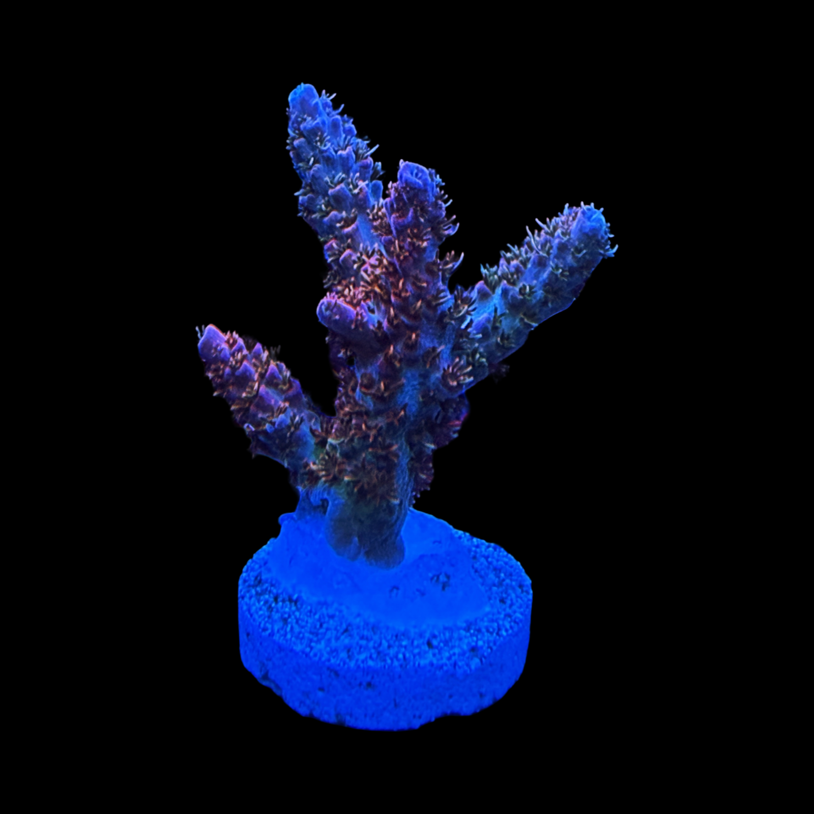 WWC Heartbreaker XL