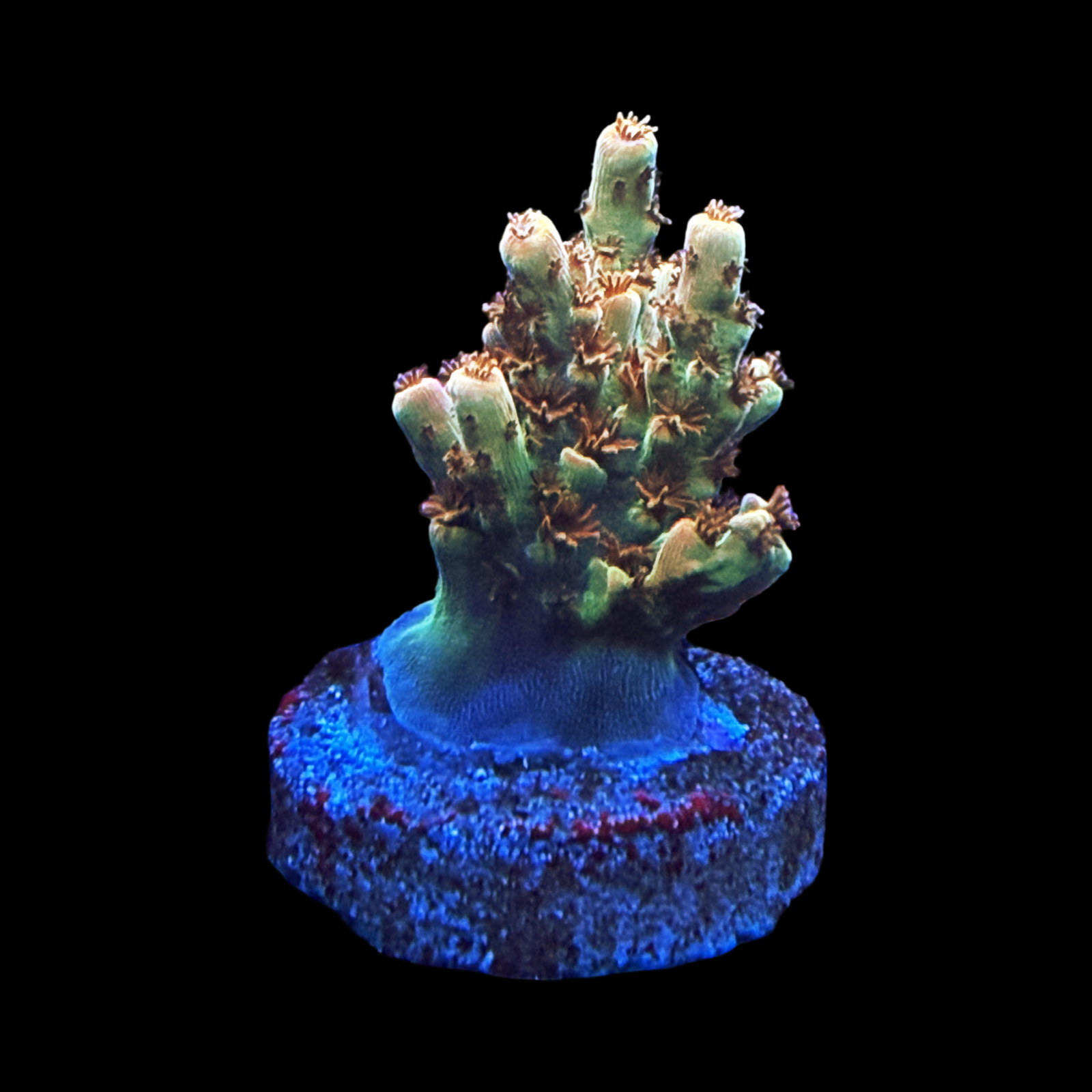BC Aquatic Man Table