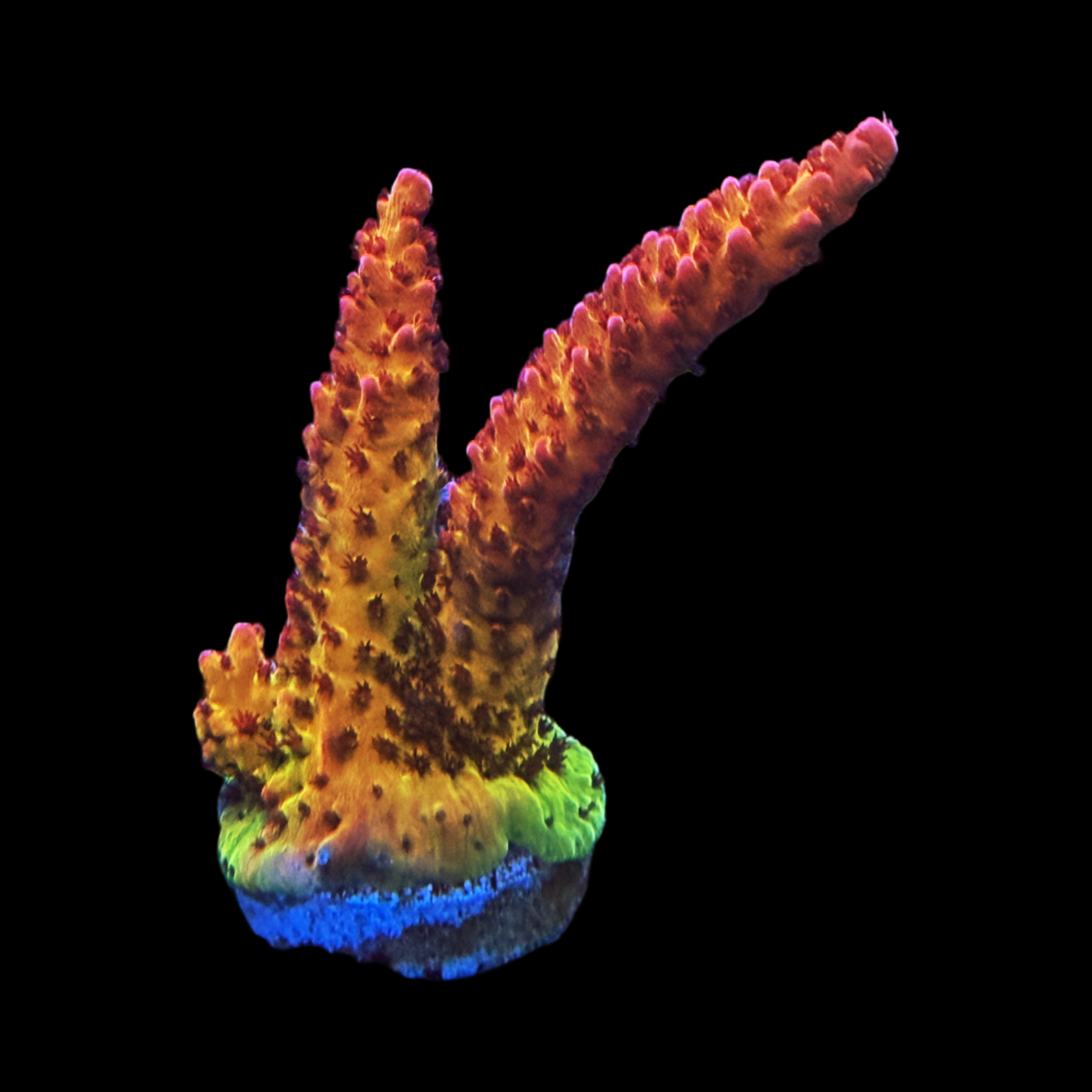 PC Rainbow XL
