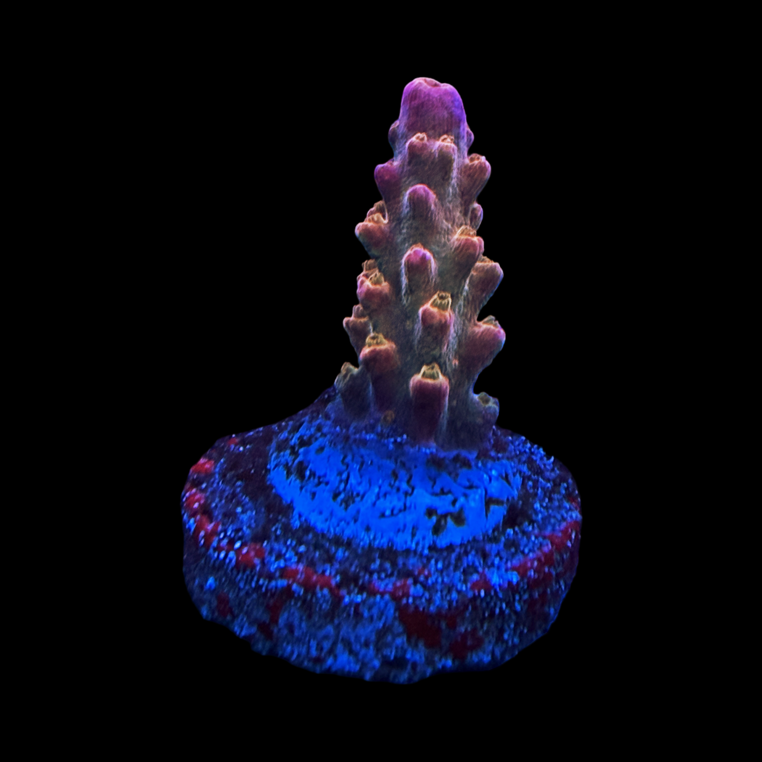 TCK Rainbow Stag