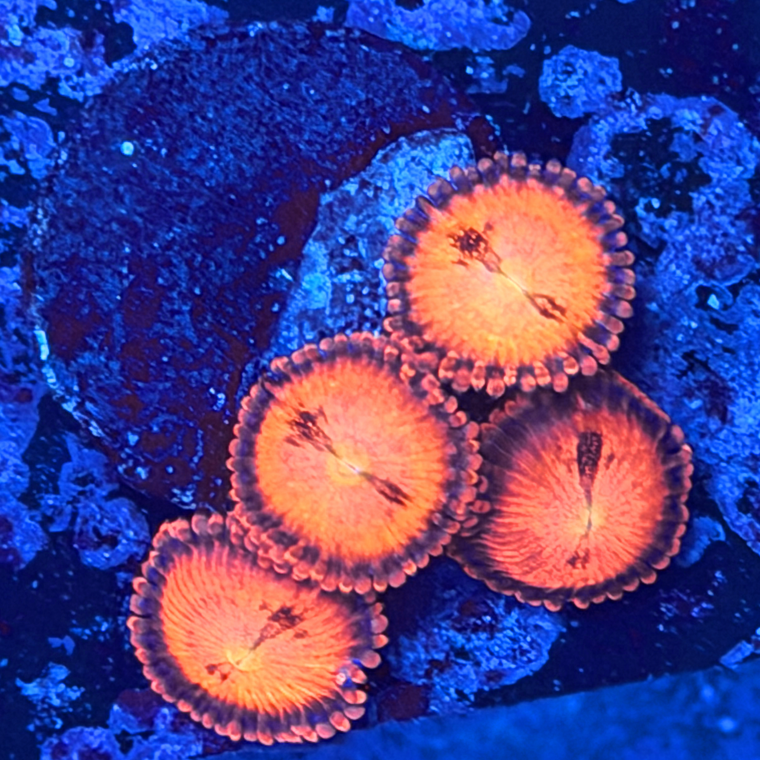 Halle Berry Zoa