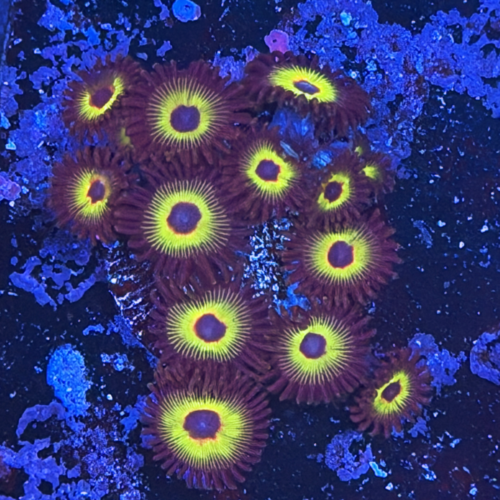 WWC Bob Marley Zoa