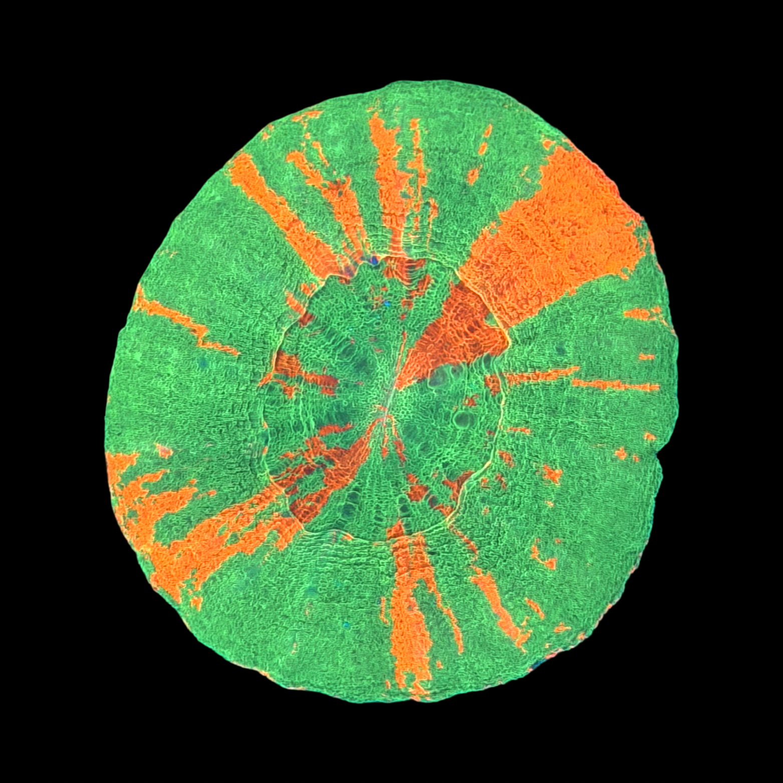 Ultra Aussie Bleeding Apple Scolymia