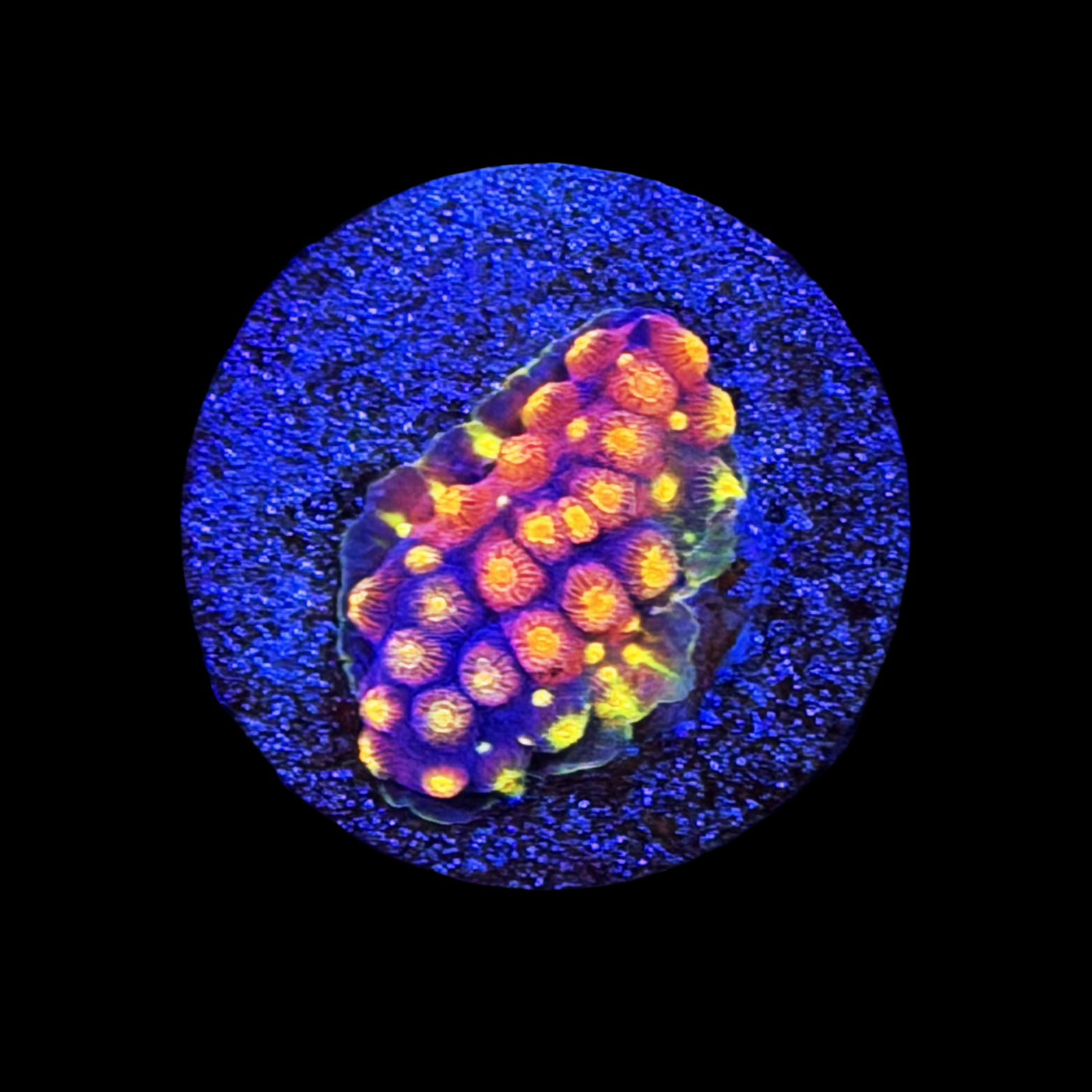 ARC Monet's Madness Cyphastrea large plug